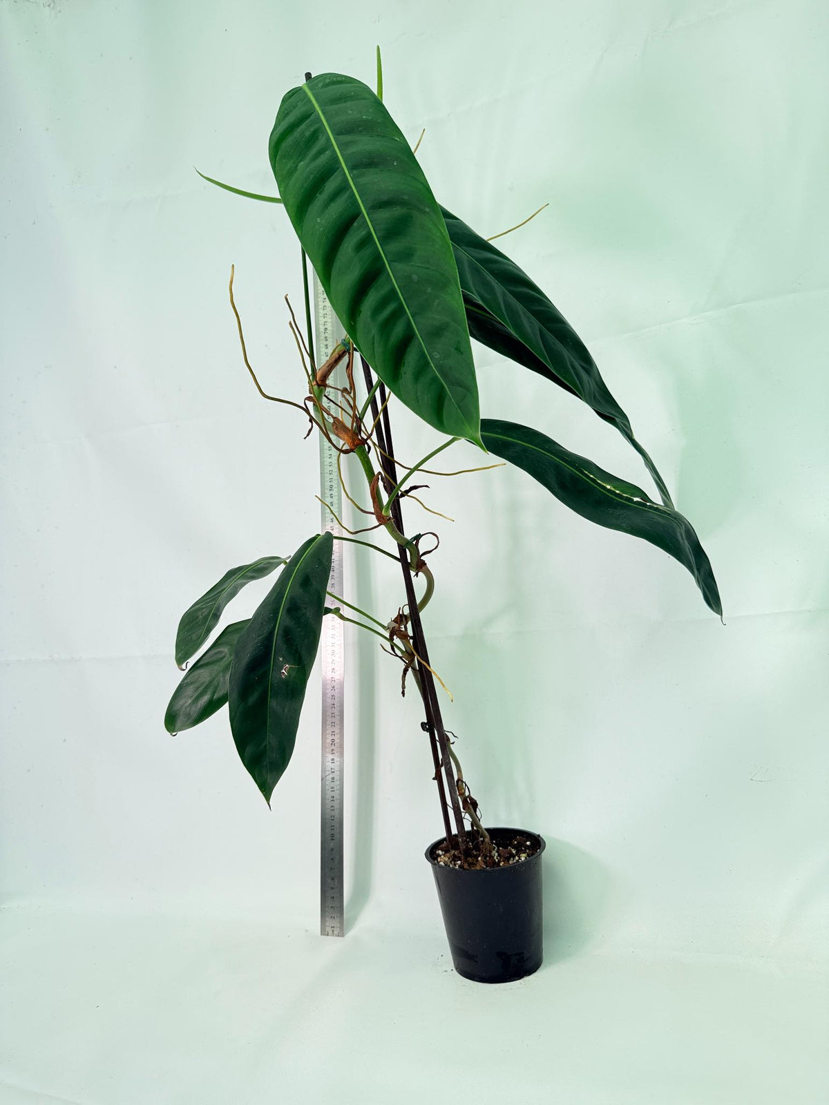 Philodendron Patriciae XL 9