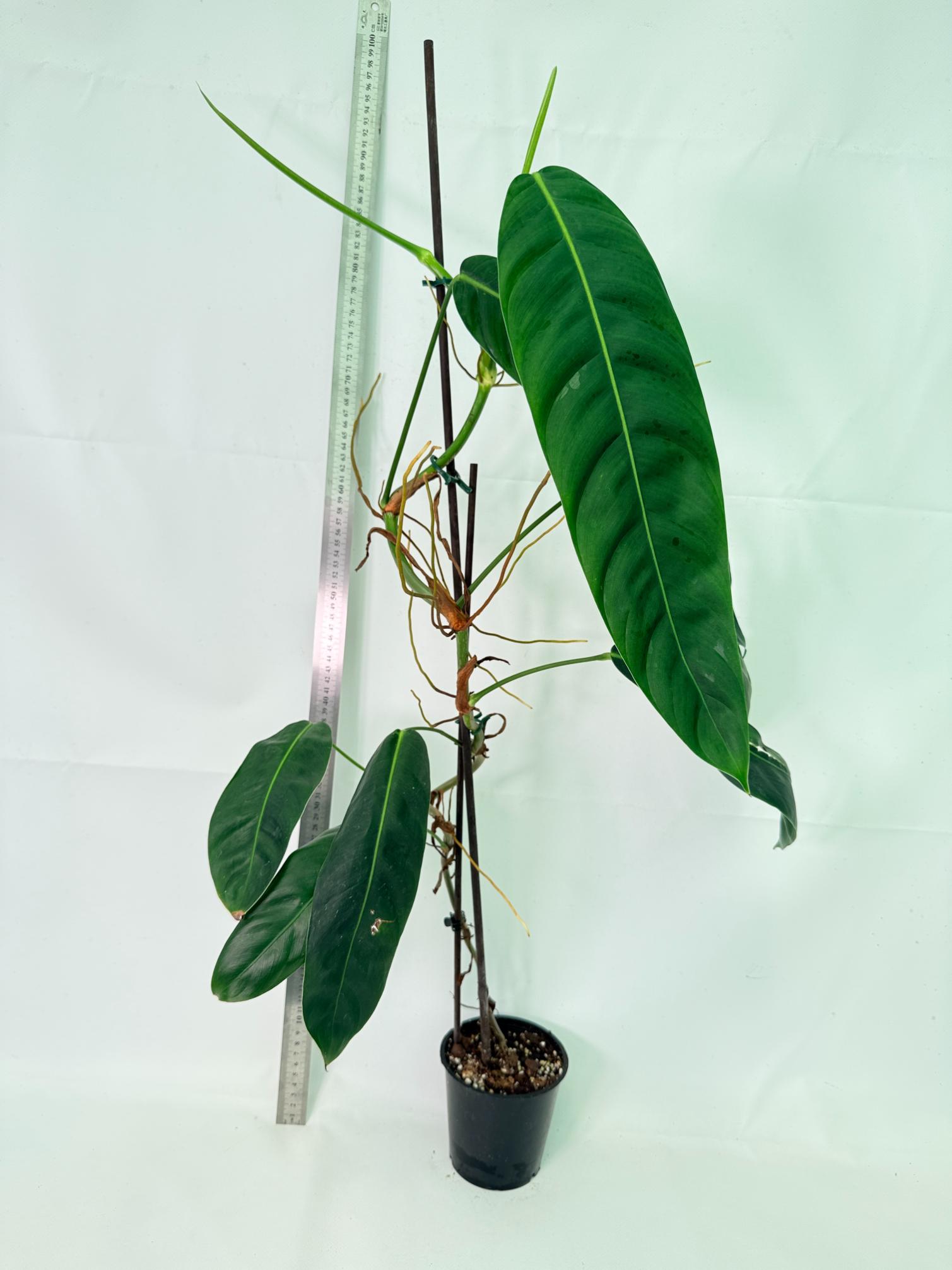 Philodendron Patriciae XL 2