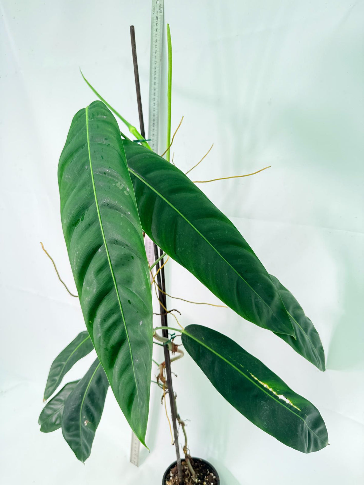 Philodendron Patriciae XL 5