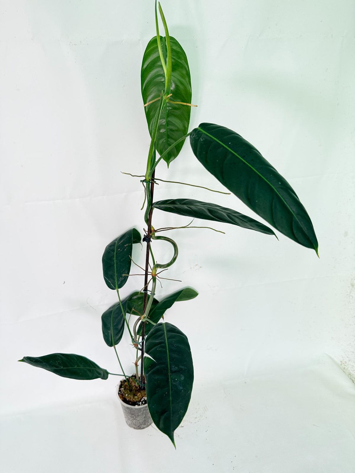 Philodendron Patriciae XL 02