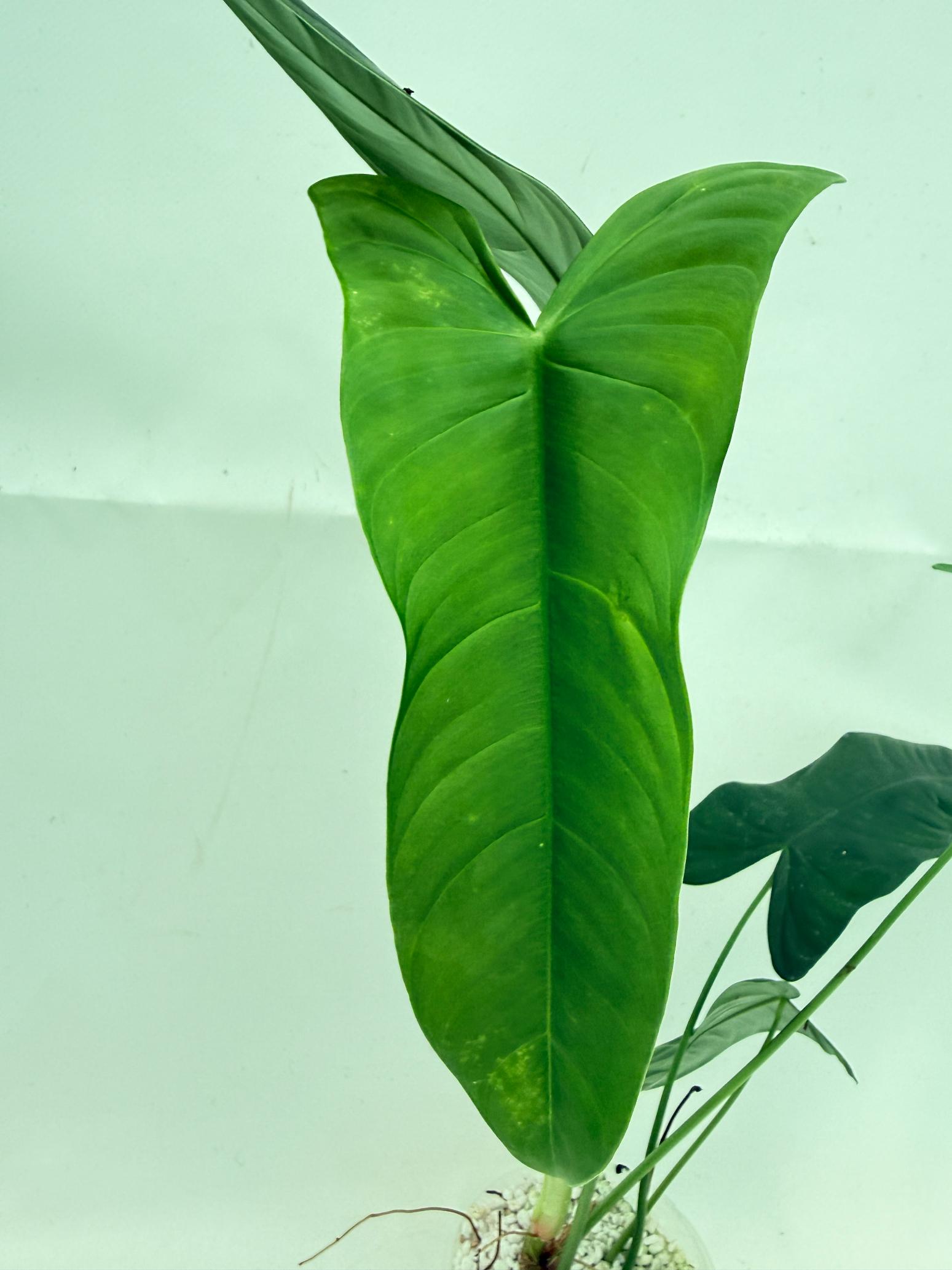 Philodendron sharoniae (young plant) 2