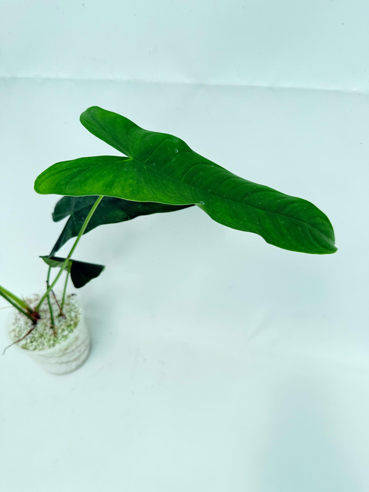 Philodendron sharoniae (young plant) 9