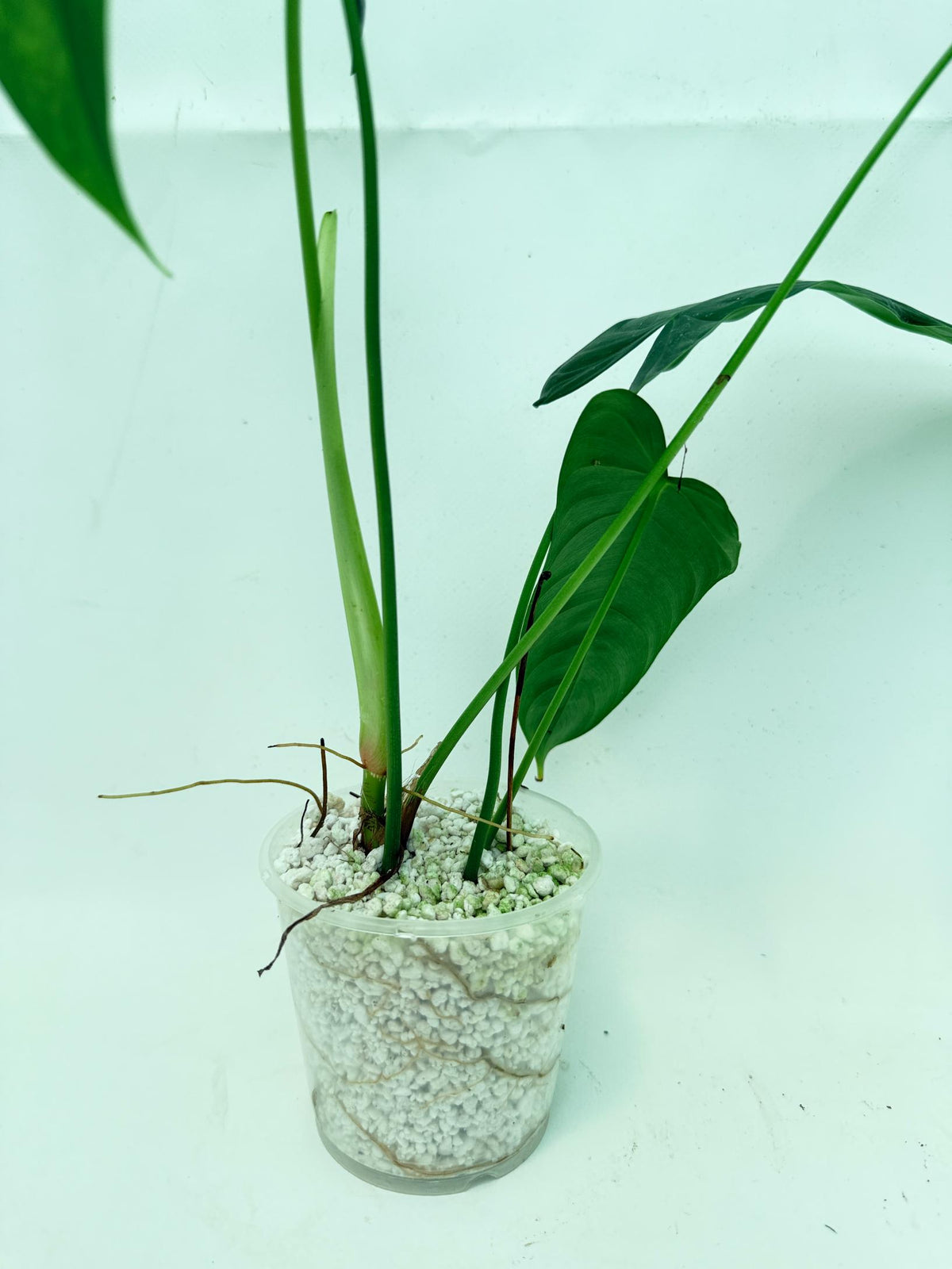 Philodendron sharoniae (young plant) 7