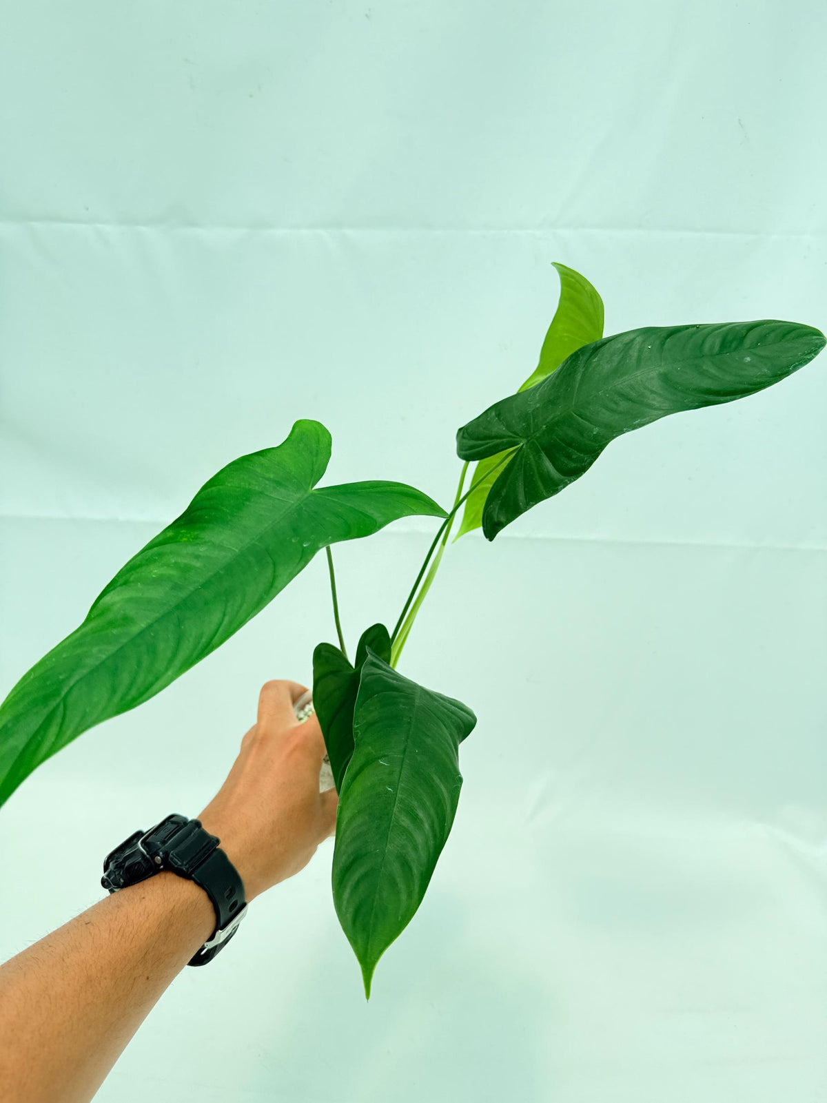Philodendron sharoniae (young plant) 1