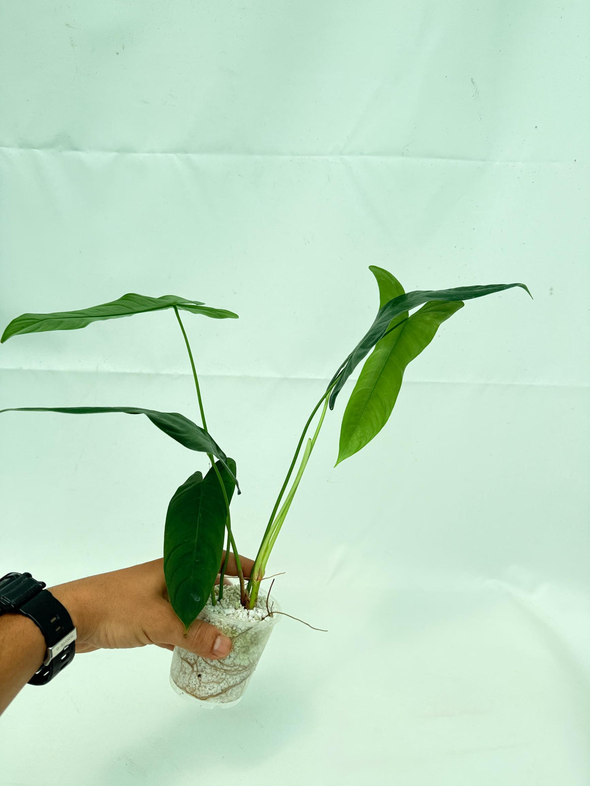 Philodendron sharoniae (young plant) 5