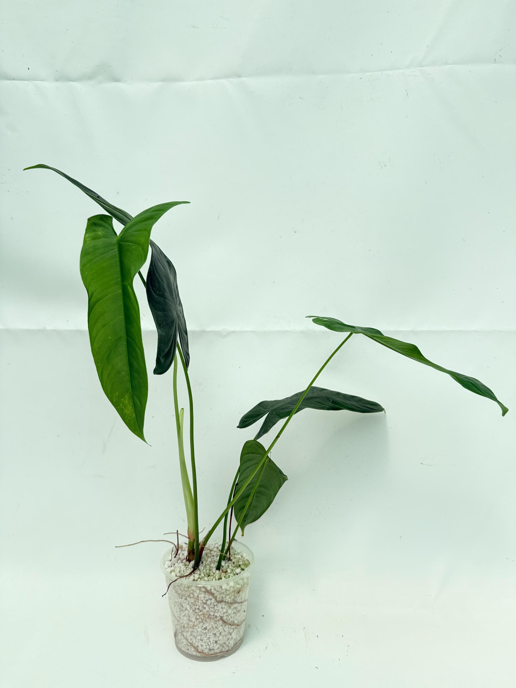 Philodendron sharoniae (young plant) 4