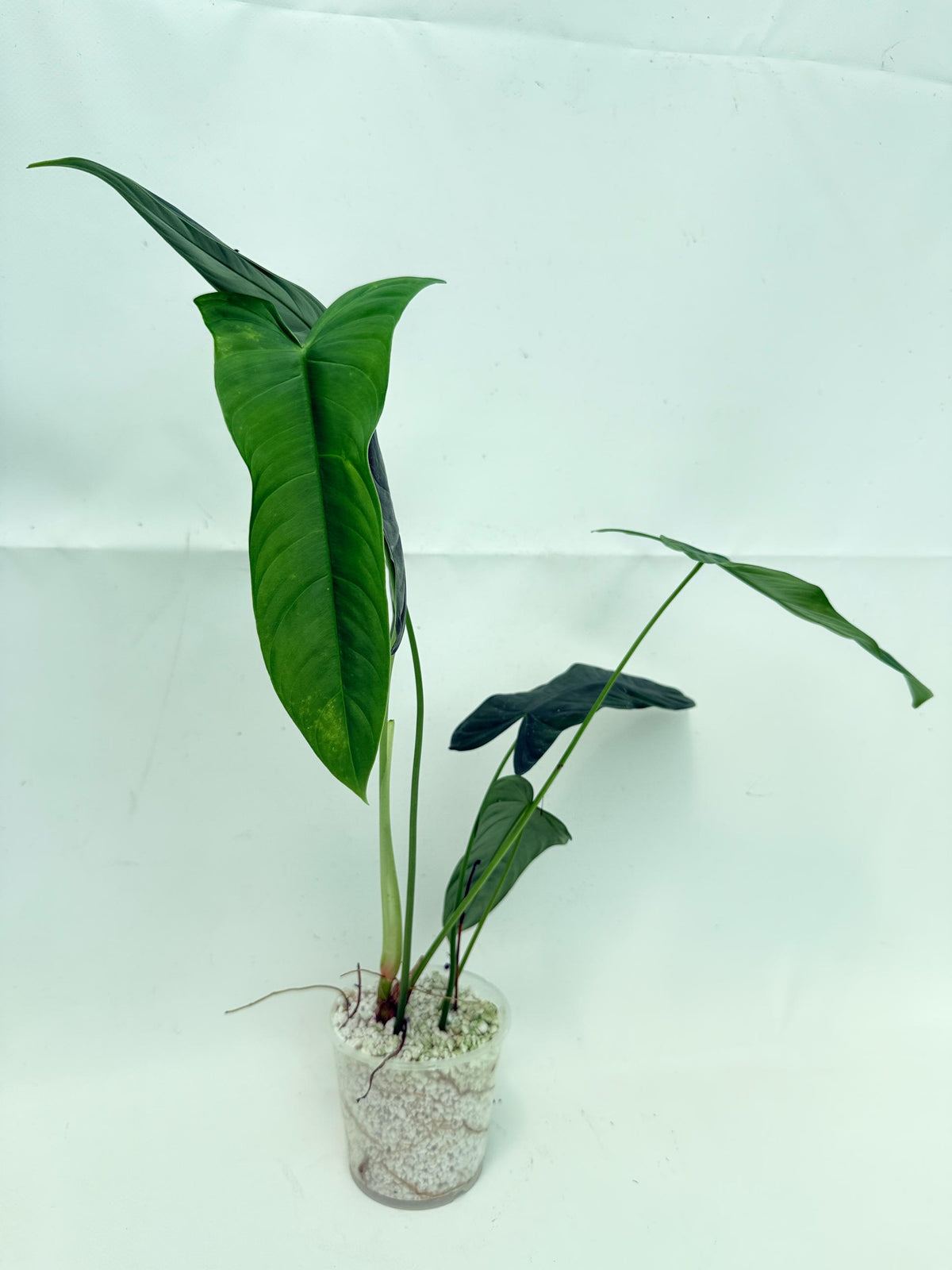 Philodendron sharoniae (young plant) 6