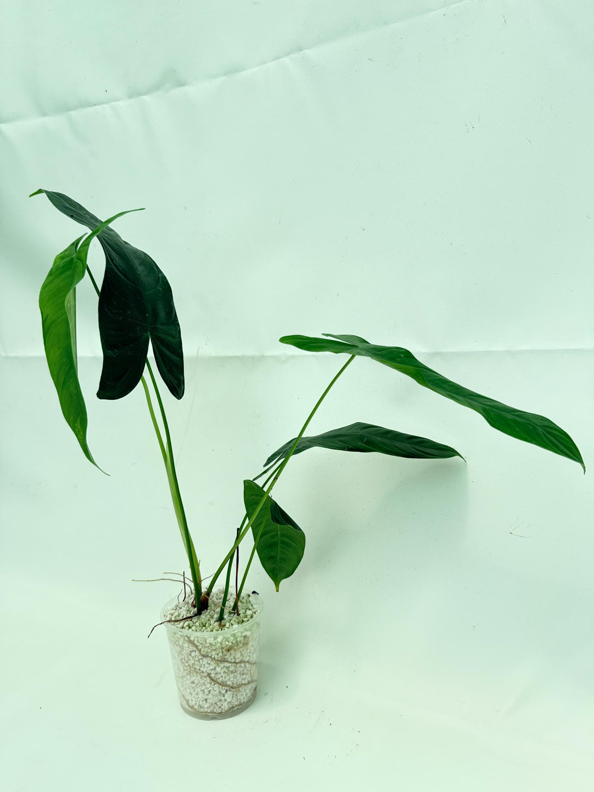 Philodendron sharoniae (young plant) 8