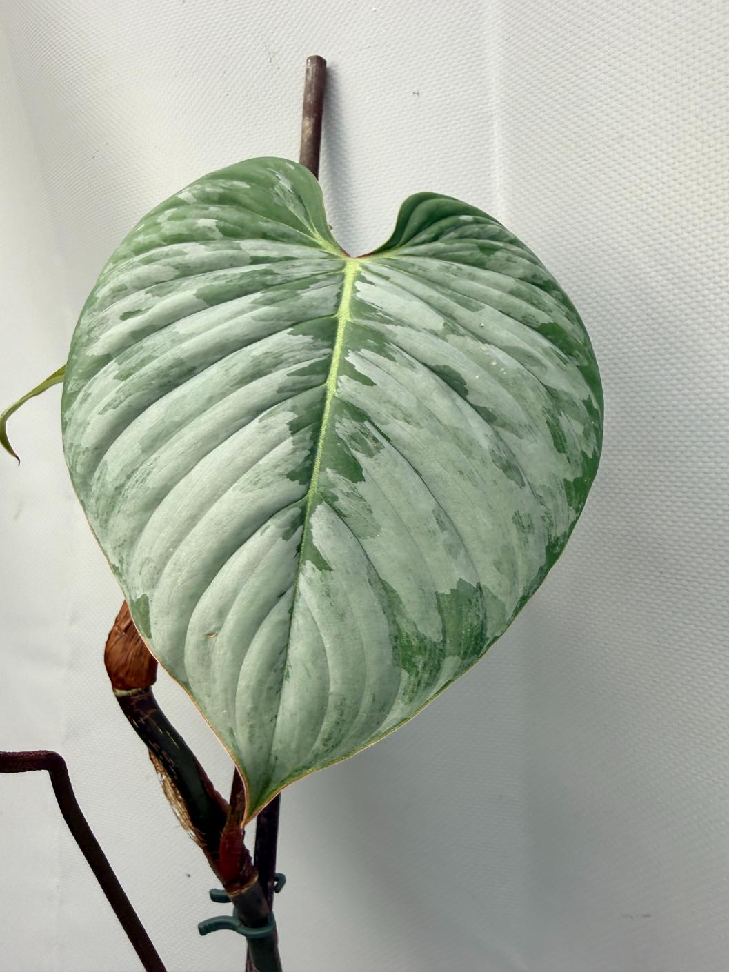 Philodendron Sodiroi XL 2