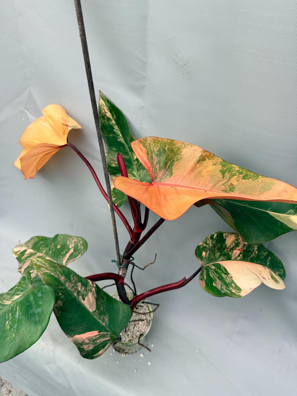 strawberry philodendron Philodendron Strawberry Shake variegata
