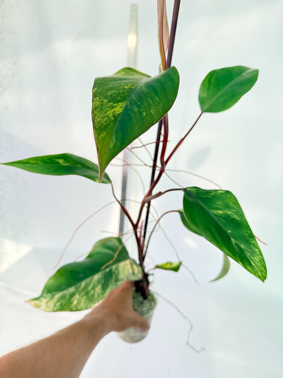 Philodendron Strawberry Shake variegata 6
