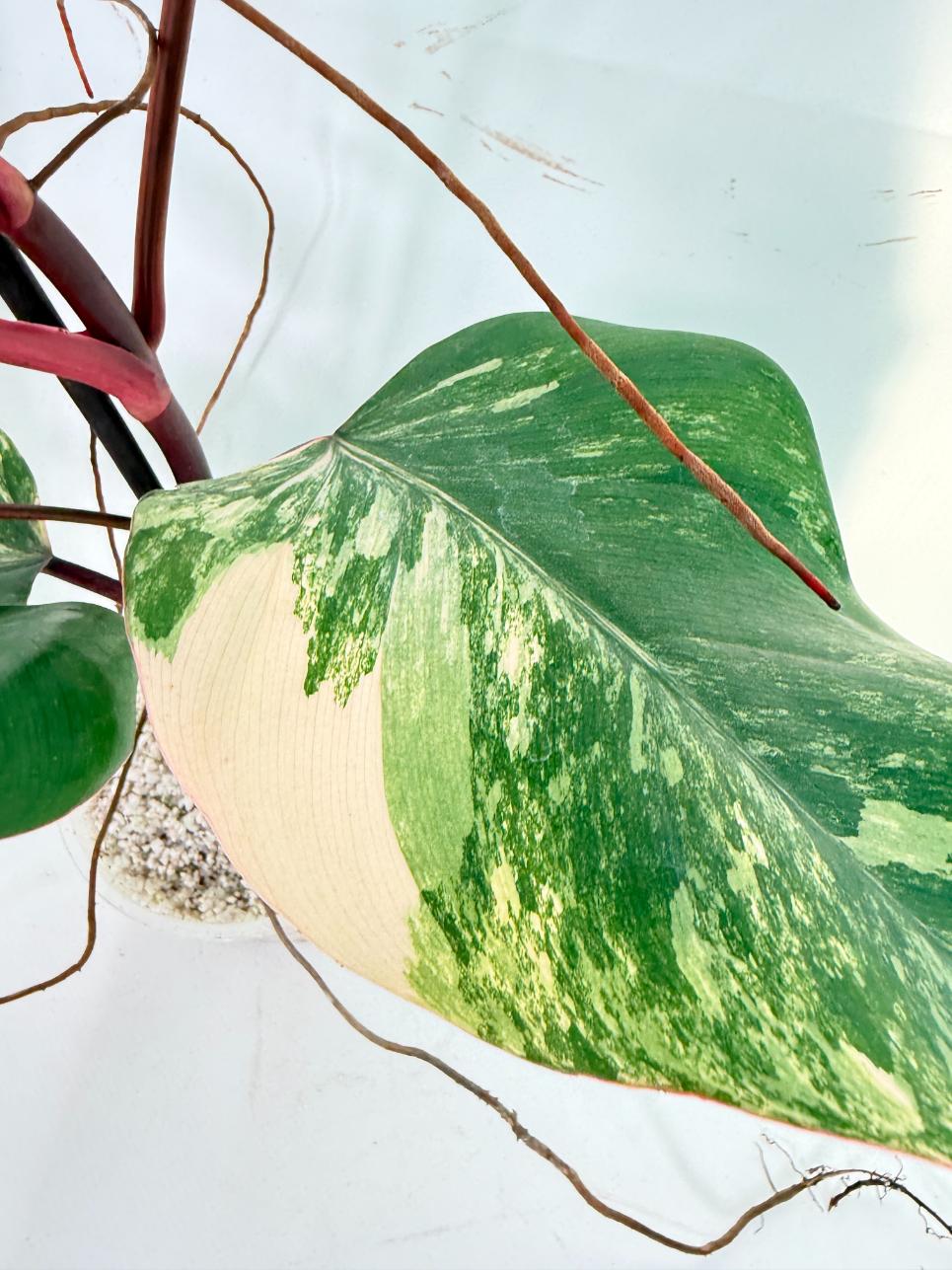 Philodendron Strawberry Shake variegata 2