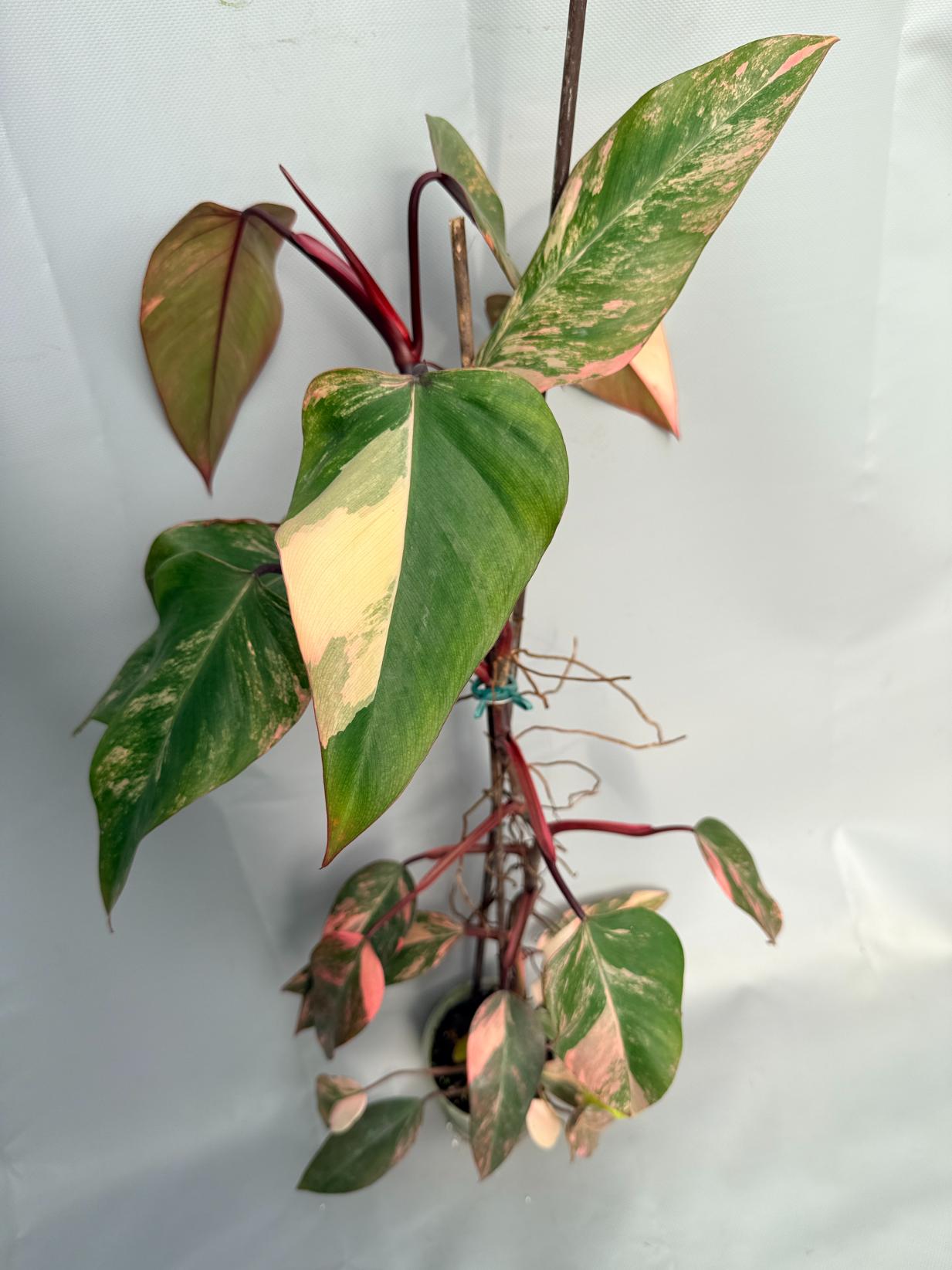 Philodendron Strawberry Shake variegata XL