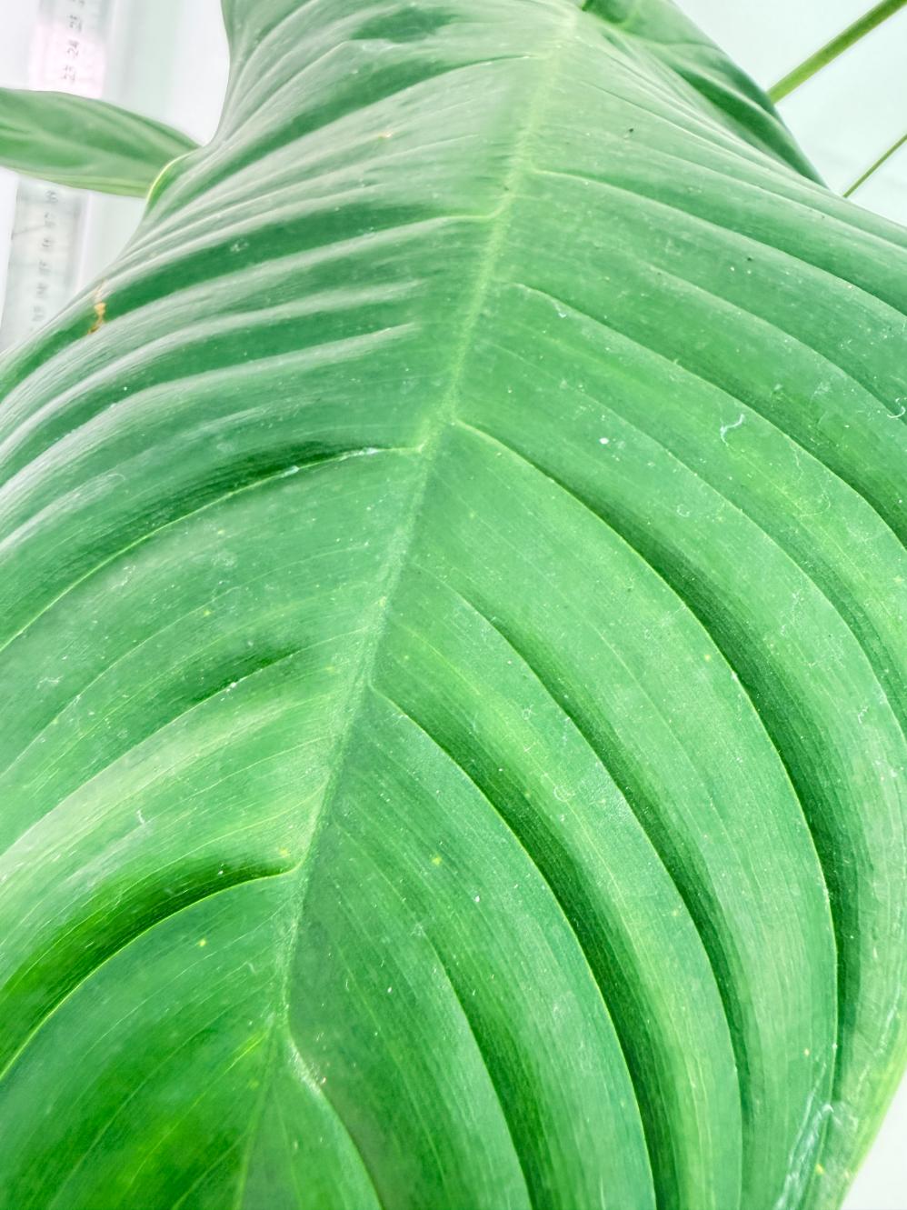 Philodendron Tenue XL 10