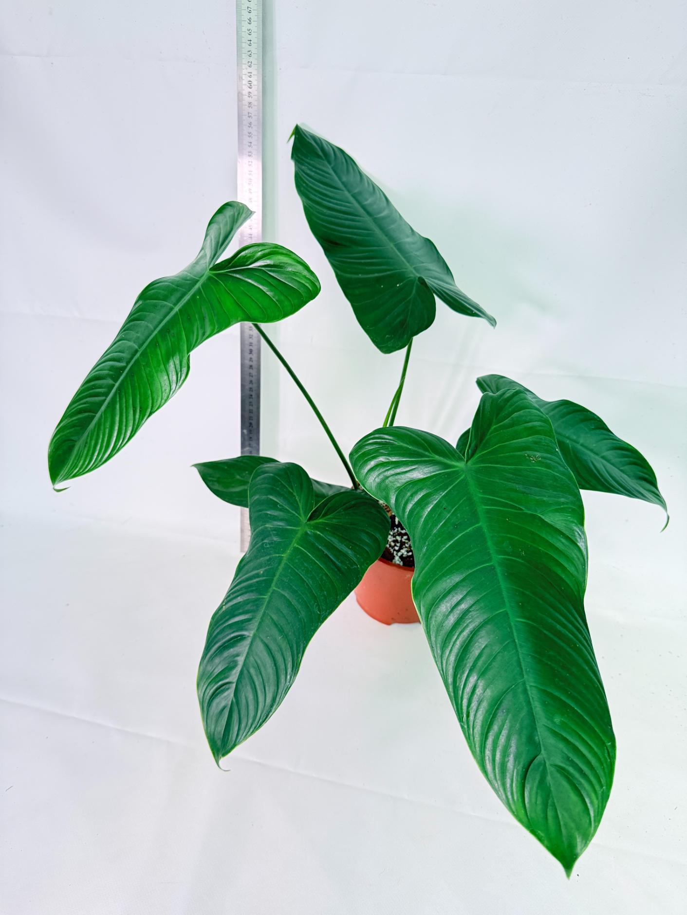 Philodendron Tenue XL 4