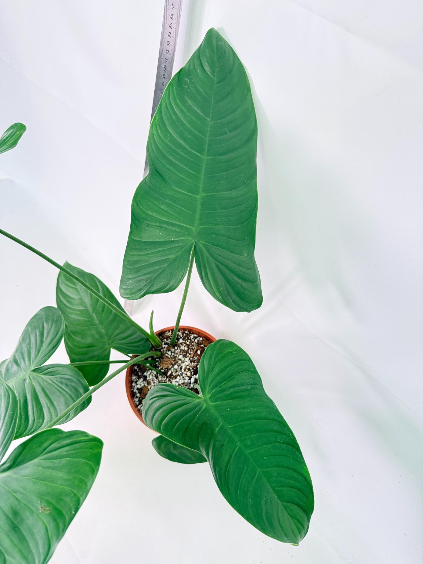 Philodendron Tenue XL 6