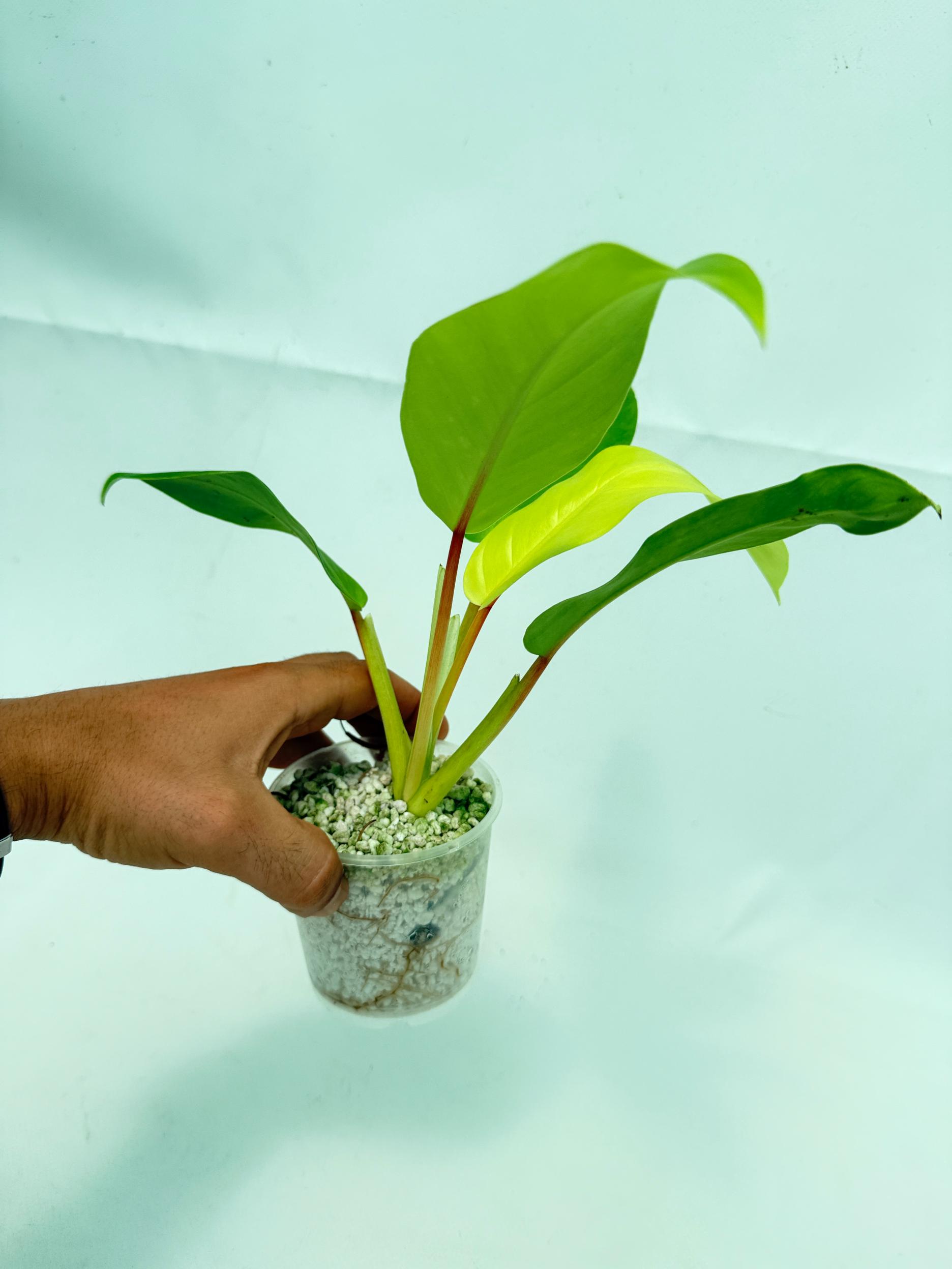 Philodendron thai sunrise (young plant) 3