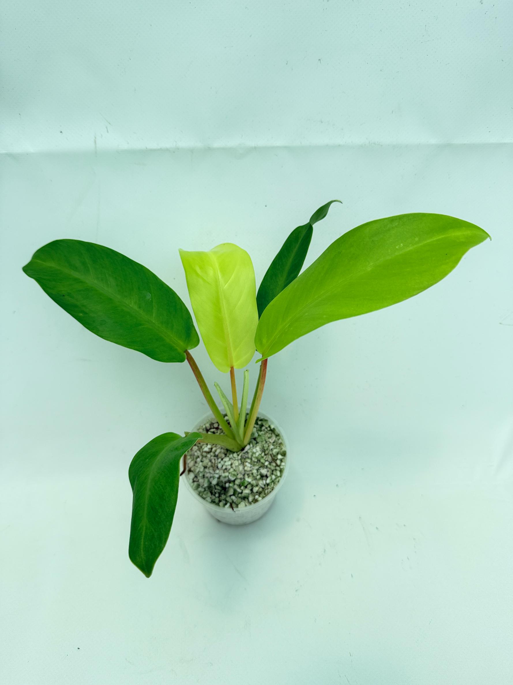 Philodendron thai sunrise (young plant) 5