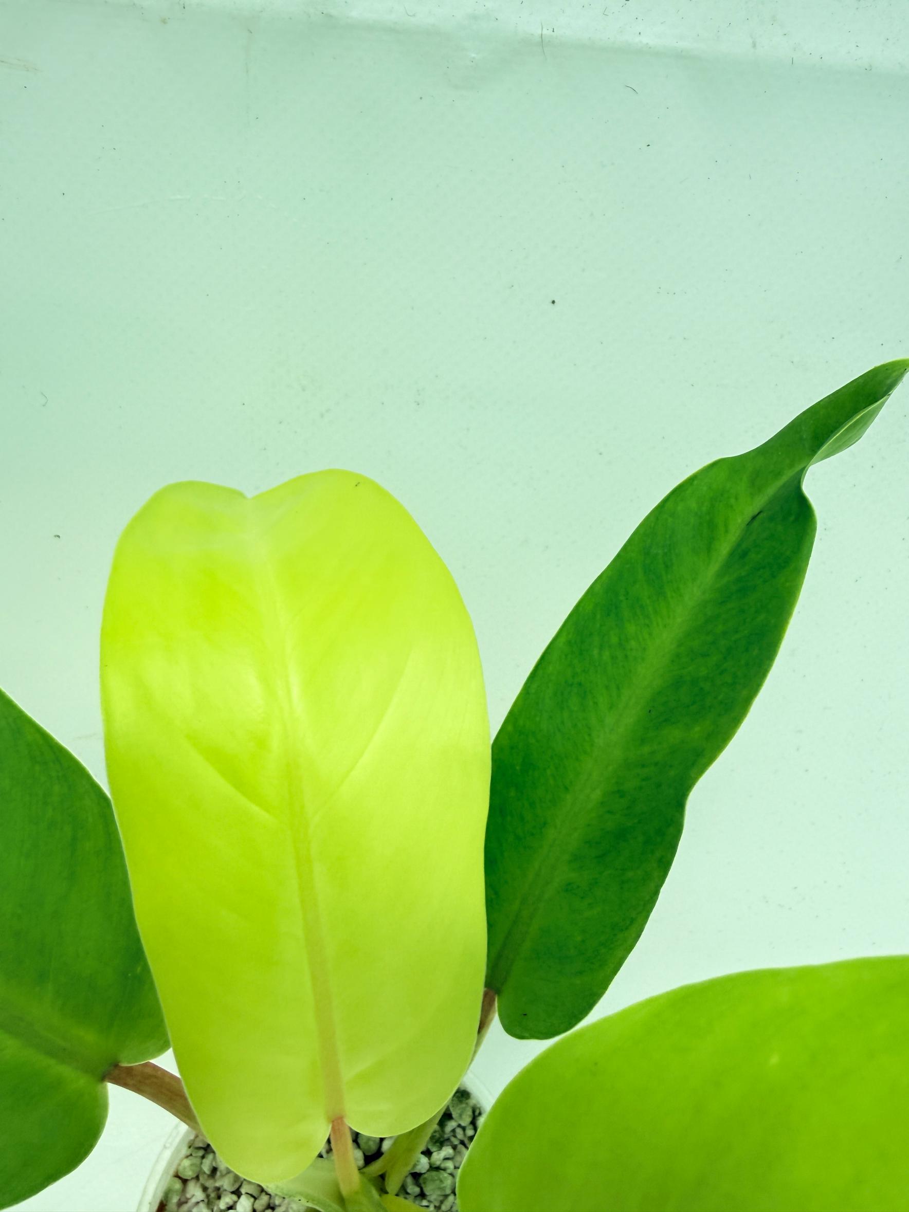 Philodendron thai sunrise (young plant) 8