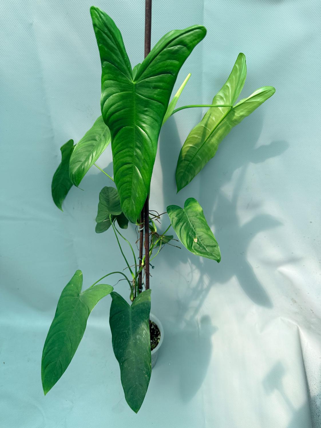 philodendron sharoniae for sale Philodendron Sharoniae XL