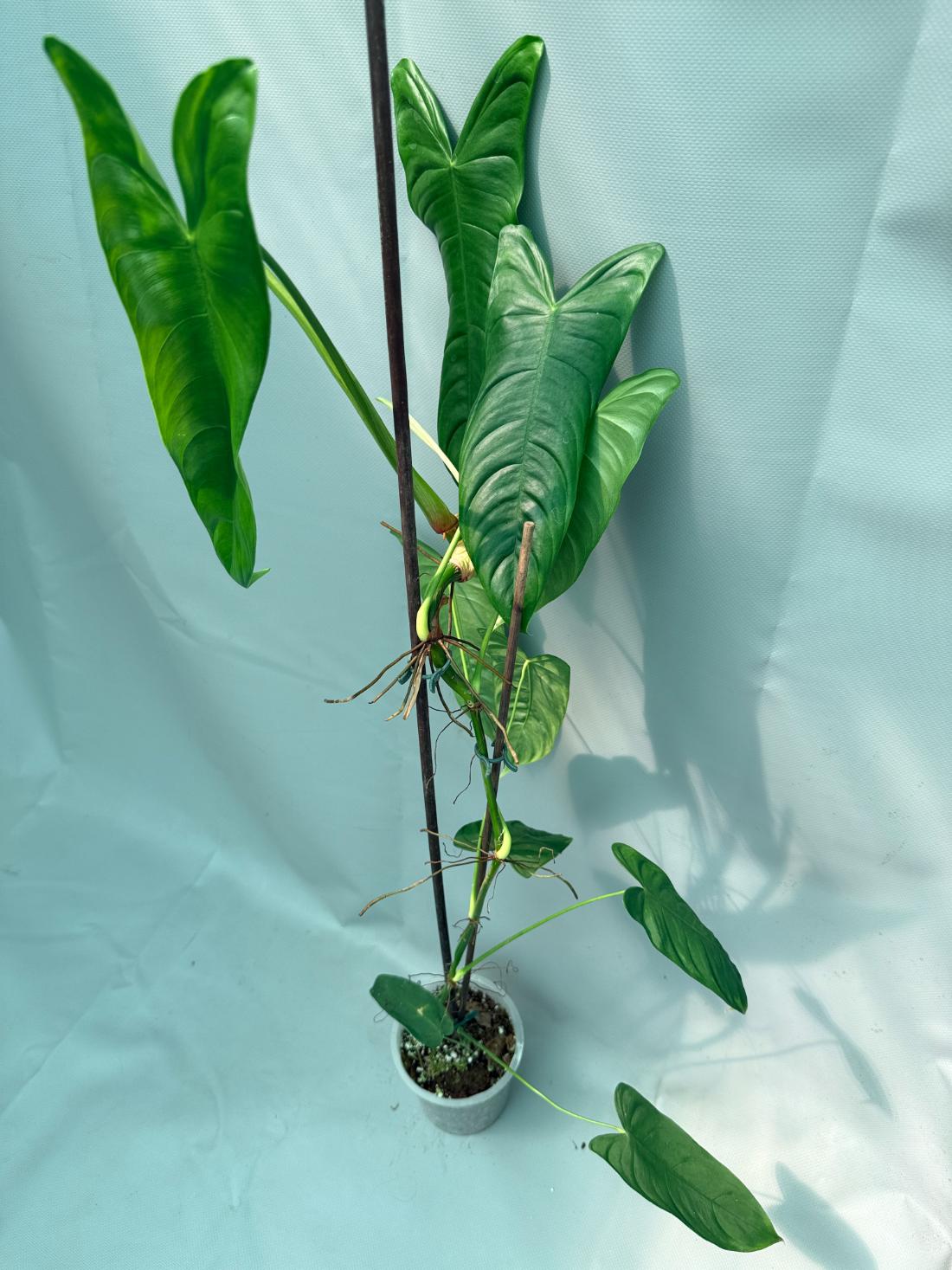 philodendron sharoniae for sale Philodendron Sharoniae XL
