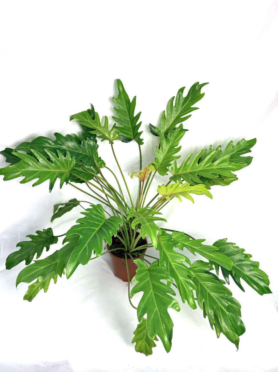 philodendron xanadu giftig Philodendron Xanadu Dwarf Variegata XXL