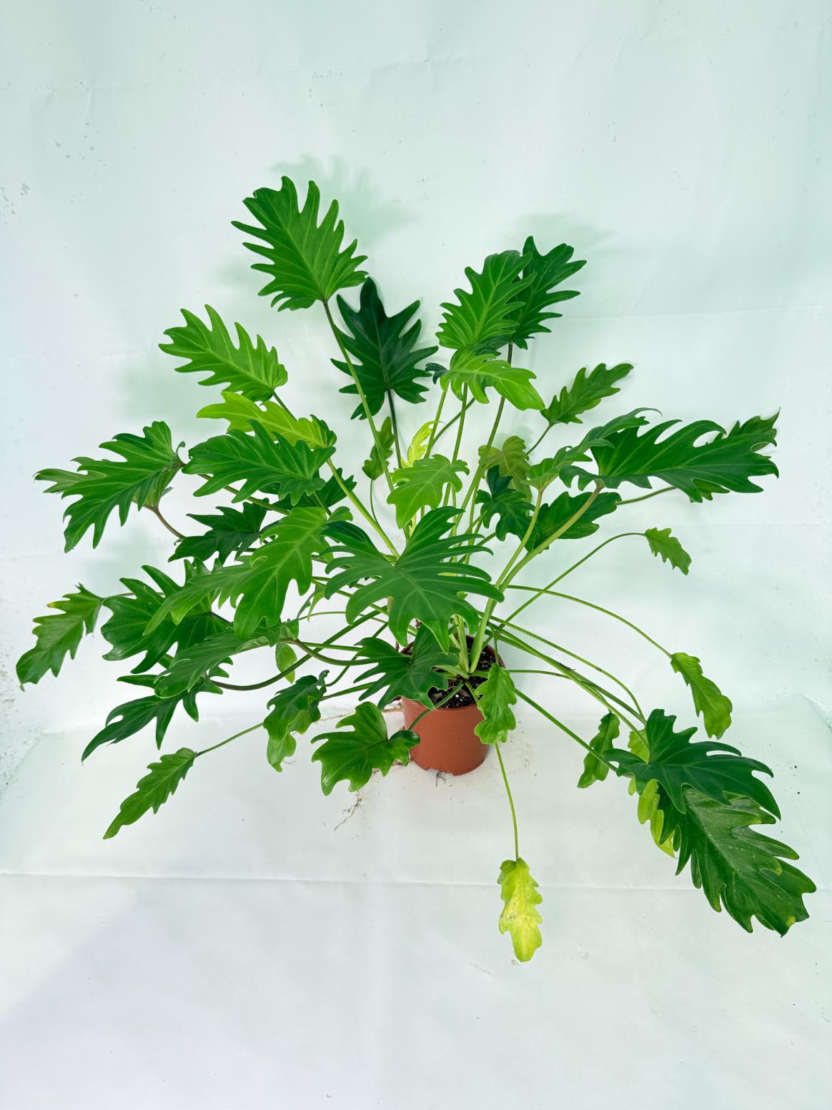 Philodendron Xanadu Dwarf Variegata XXL 01