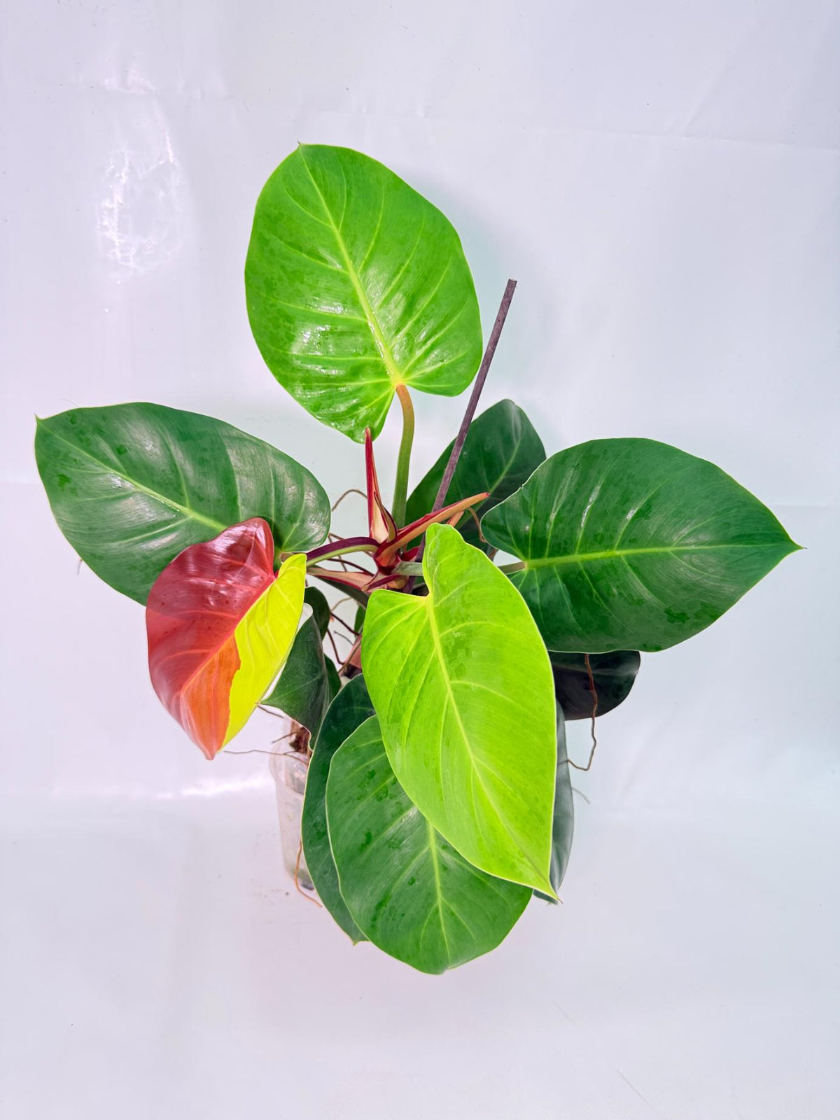 Philodendron Yellow Flame variegata 02