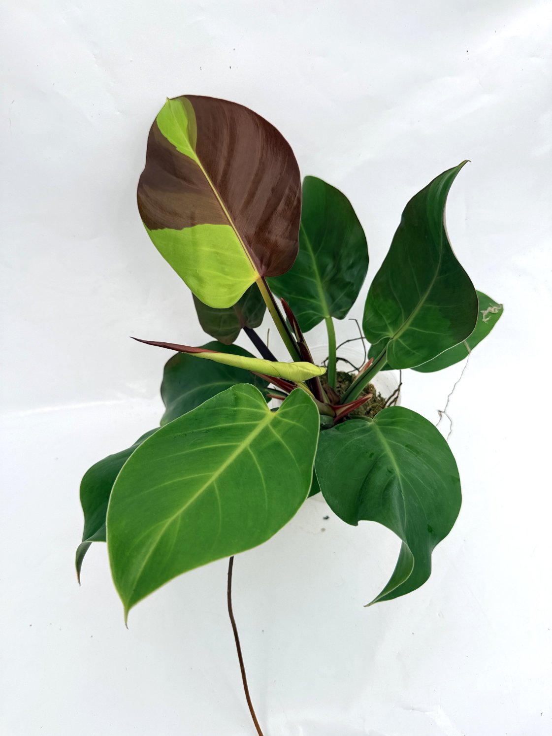 Philodendron_Yellow_Flame