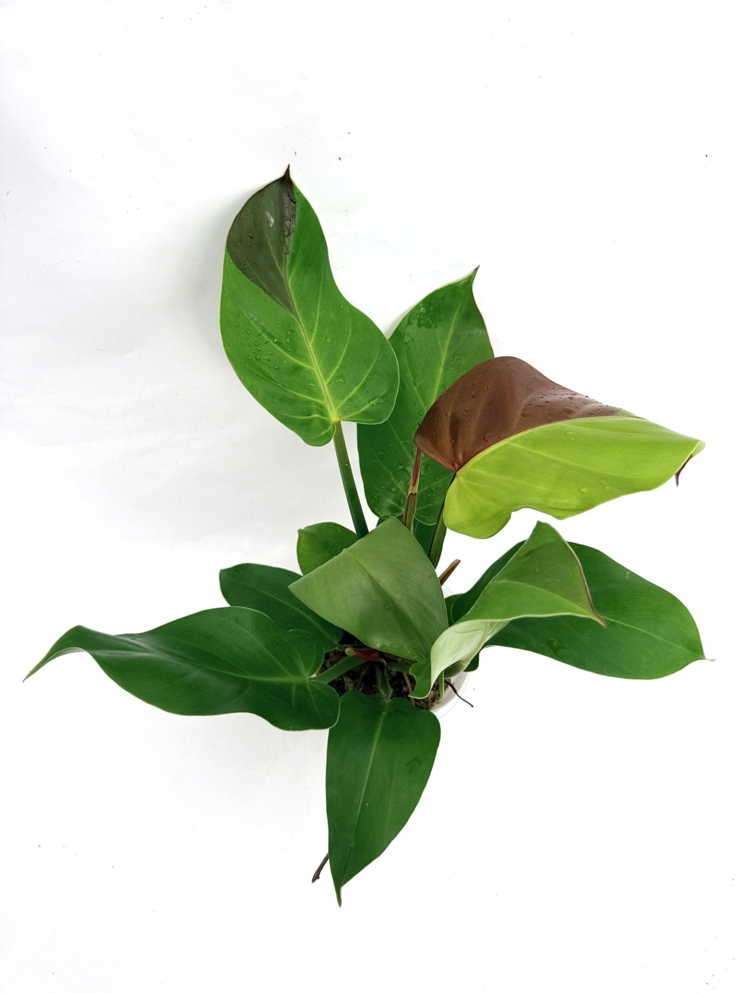 Philodendron_Yellow_Flame