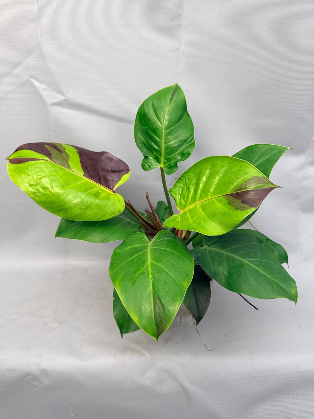 Philodendron Yellow Flame variegata 2