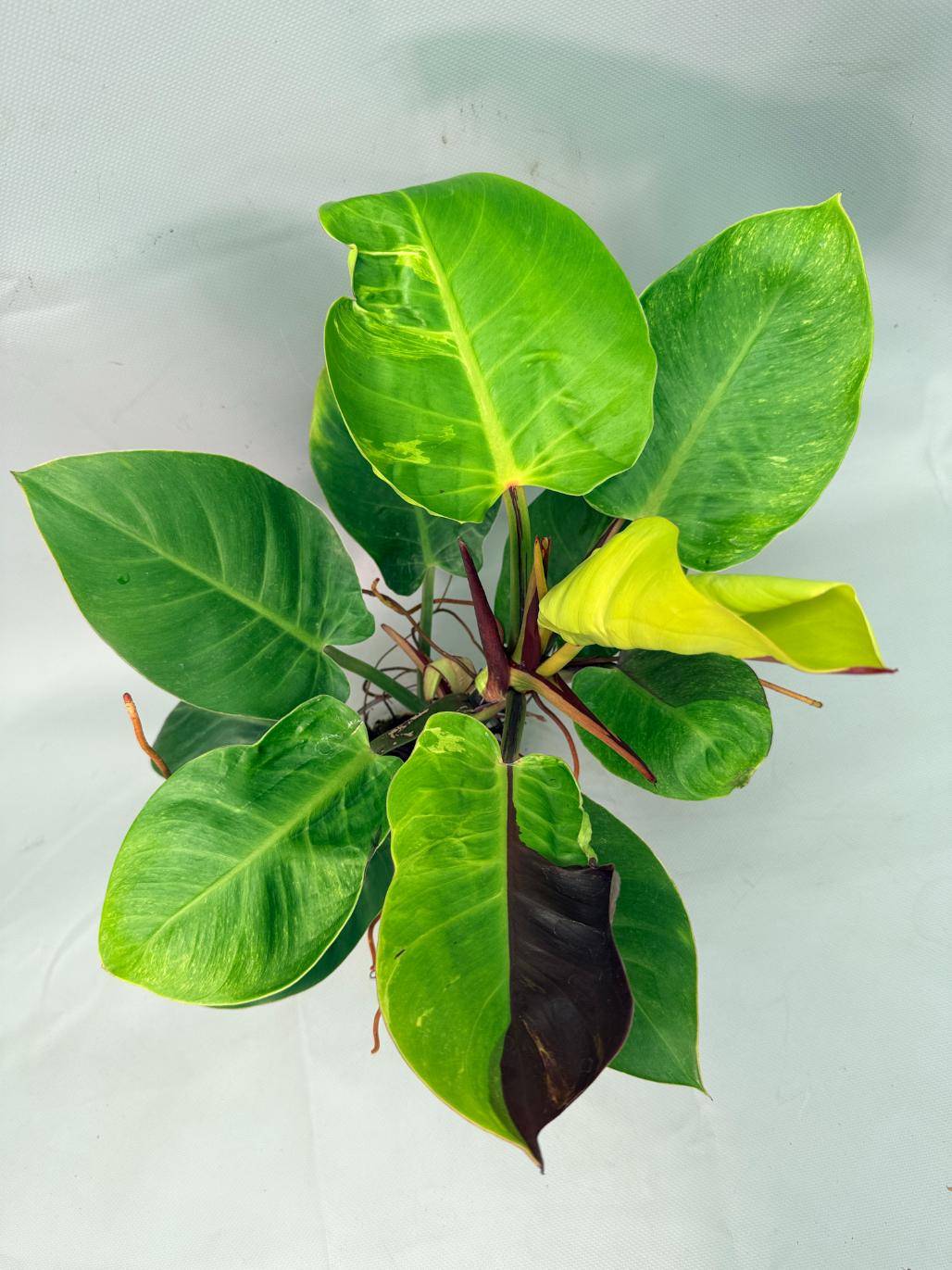 Philodendron Yellow Flame variegata | Welovetropicalplants