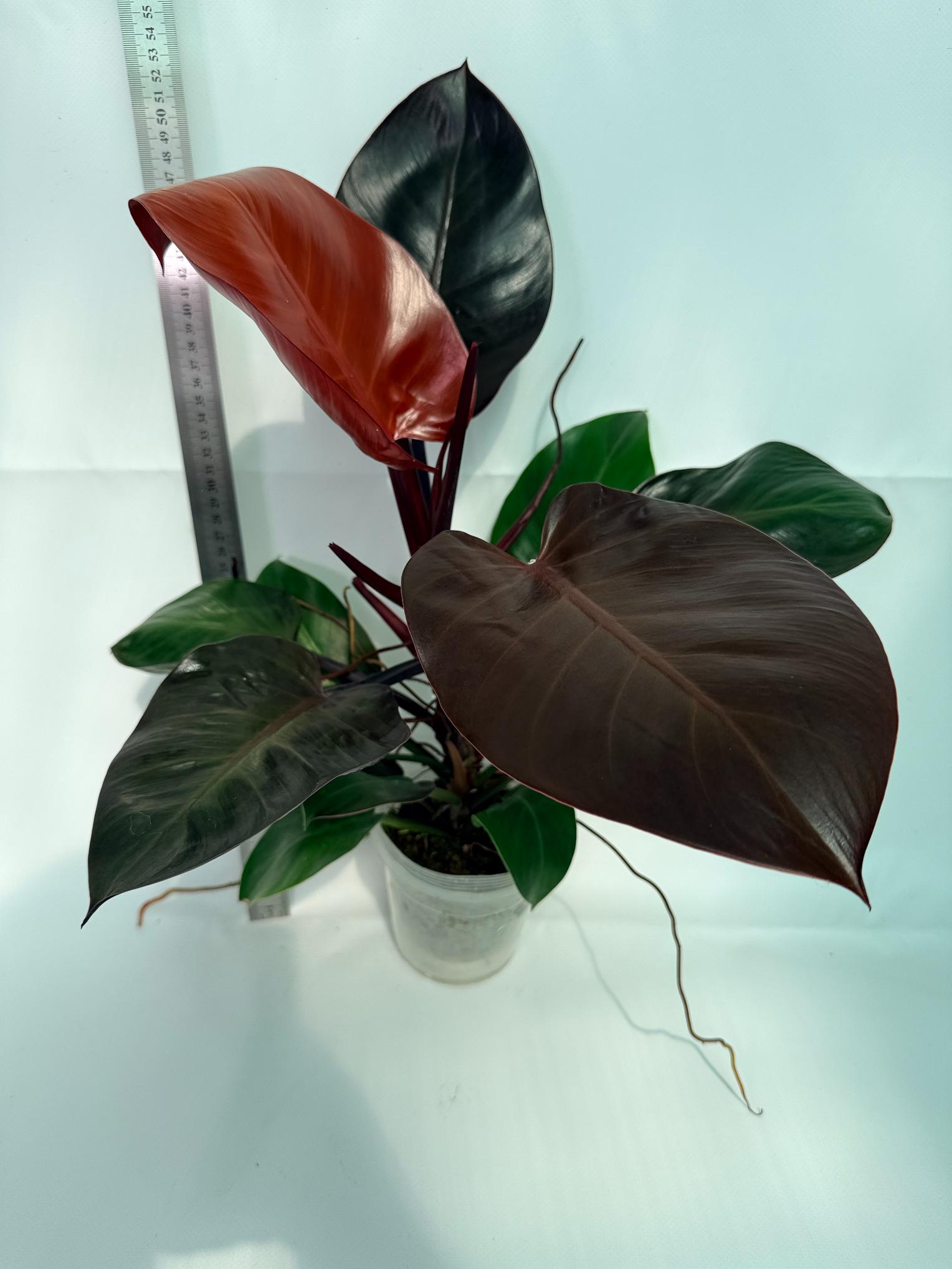 Philodendron Yellow Flame variegata