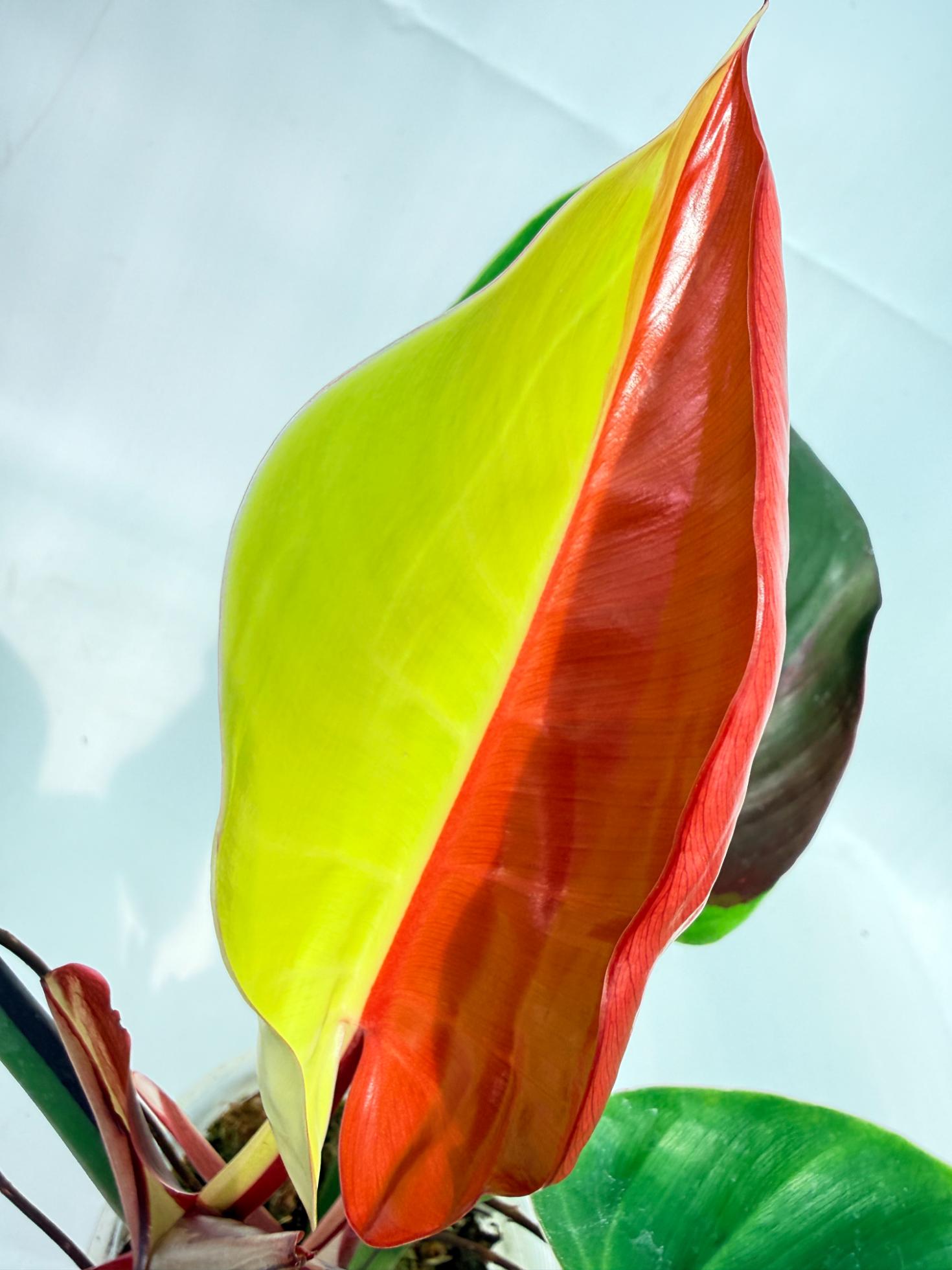 Philodendron Yellow Flame variegata 2