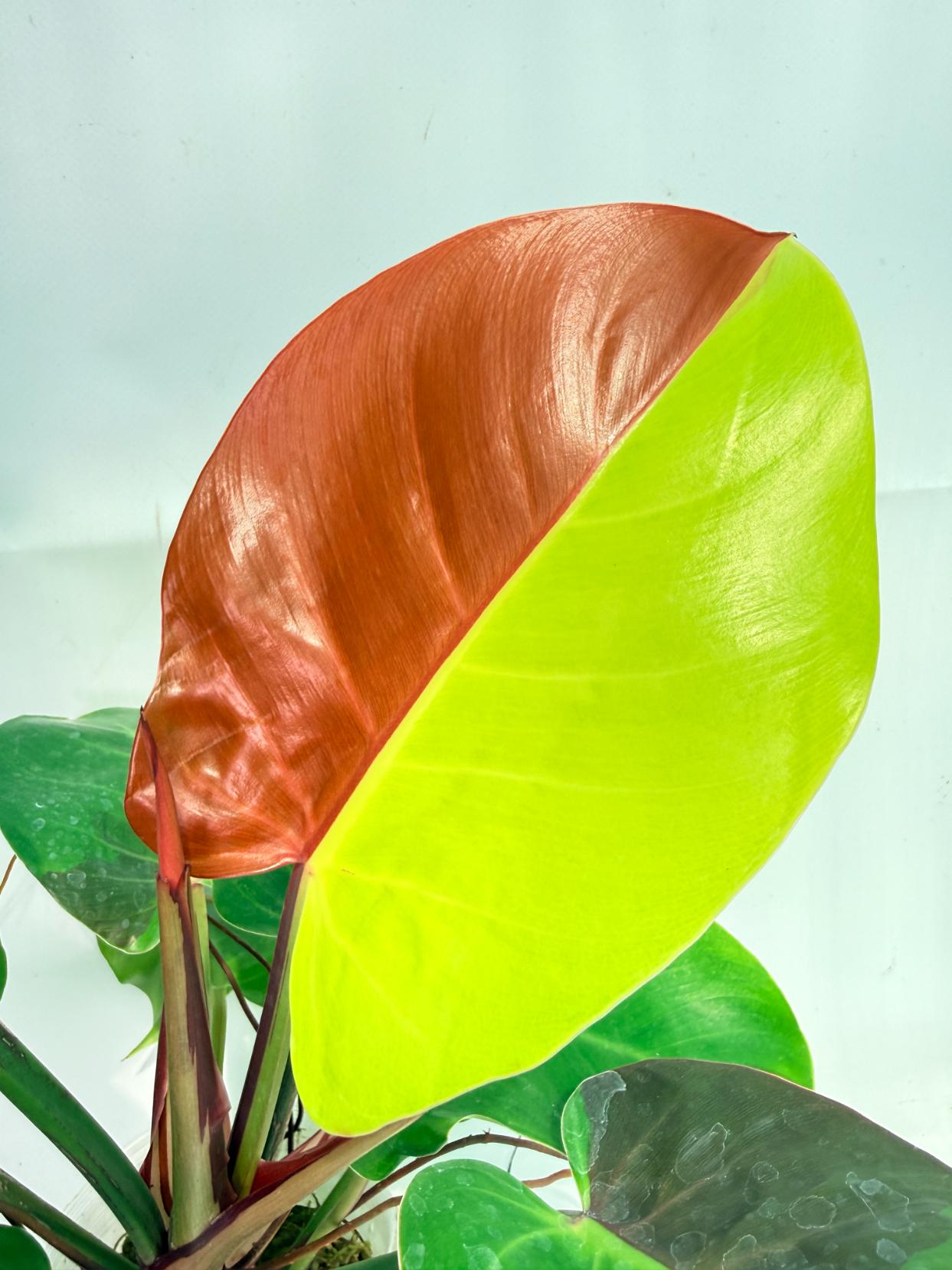 Philodendron Yellow Flame variegata 2