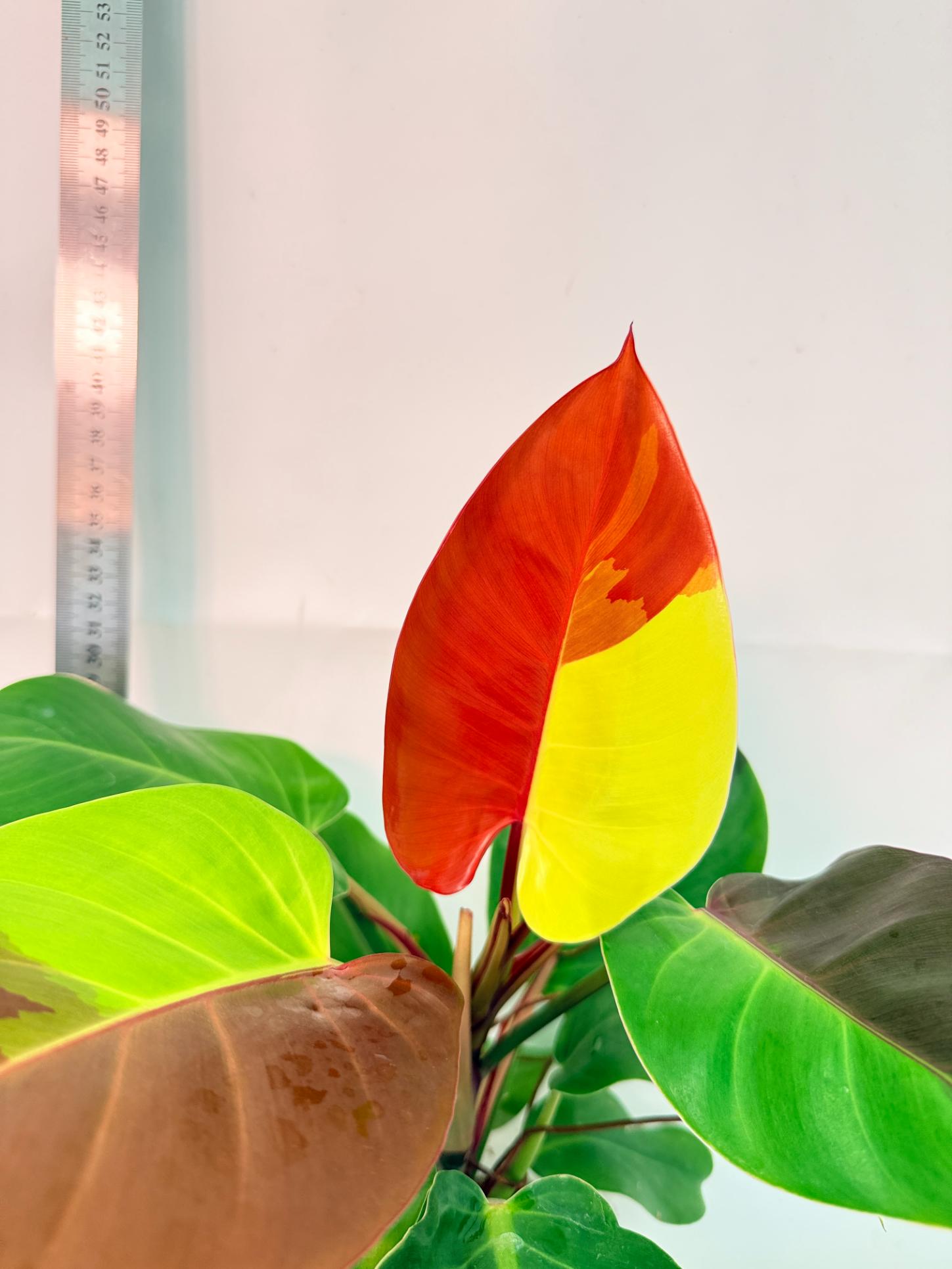 Philodendron Yellow Flame variegata 2