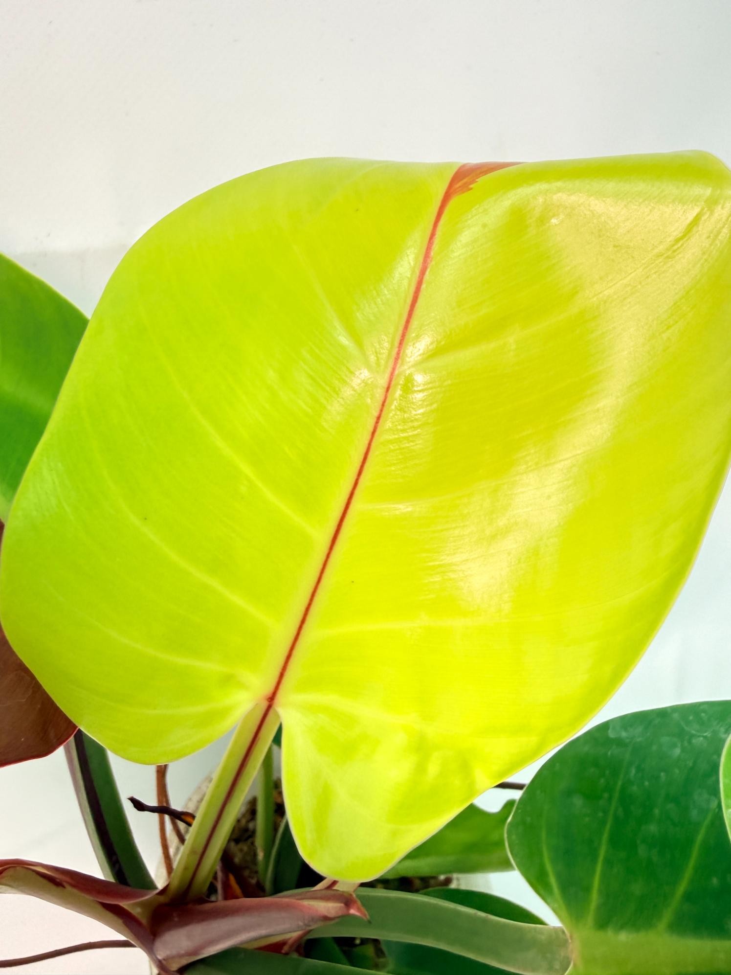 Philodendron Yellow Flame variegata 2