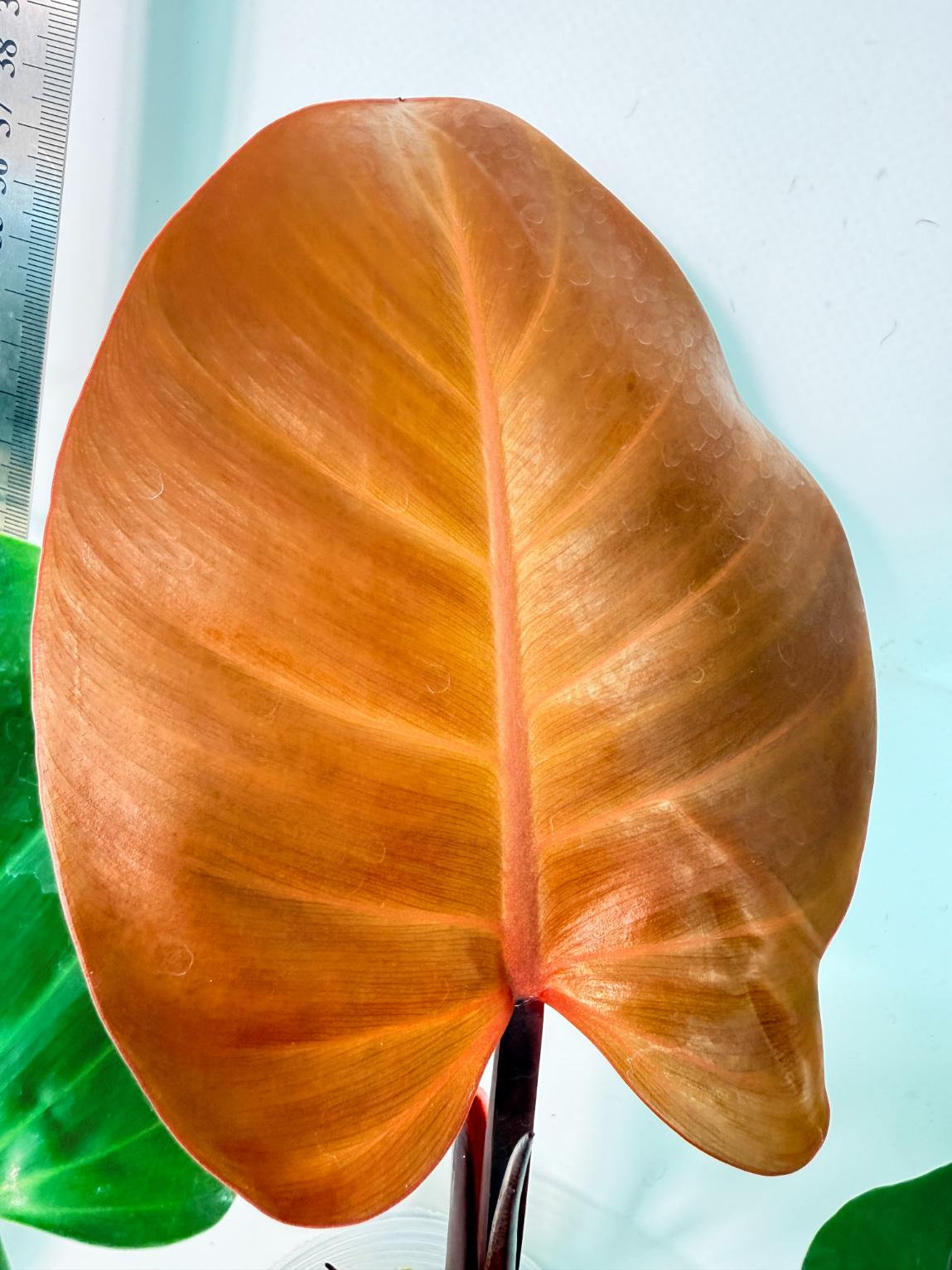 Philodendron Yellow Flame variegata 2