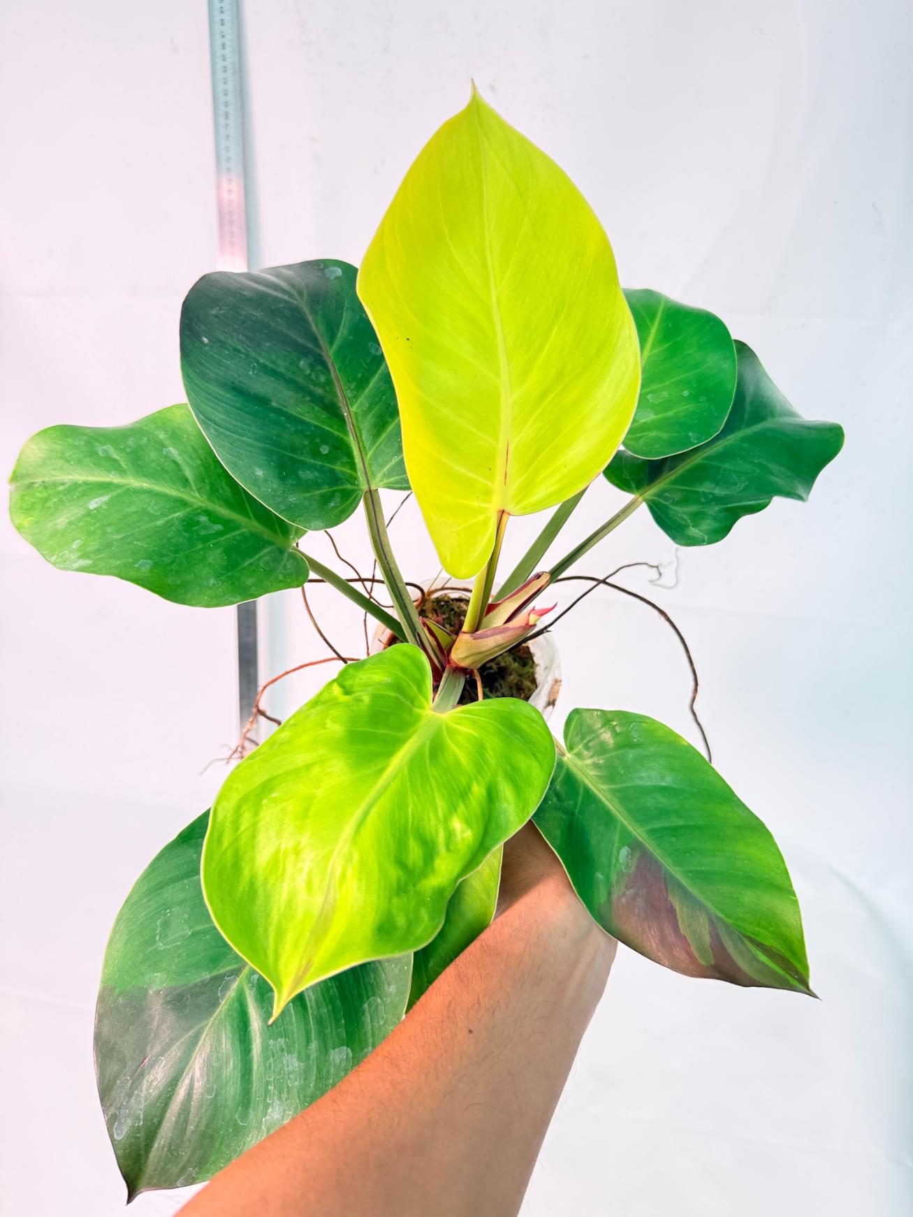 Philodendron Yellow Flame variegata 2