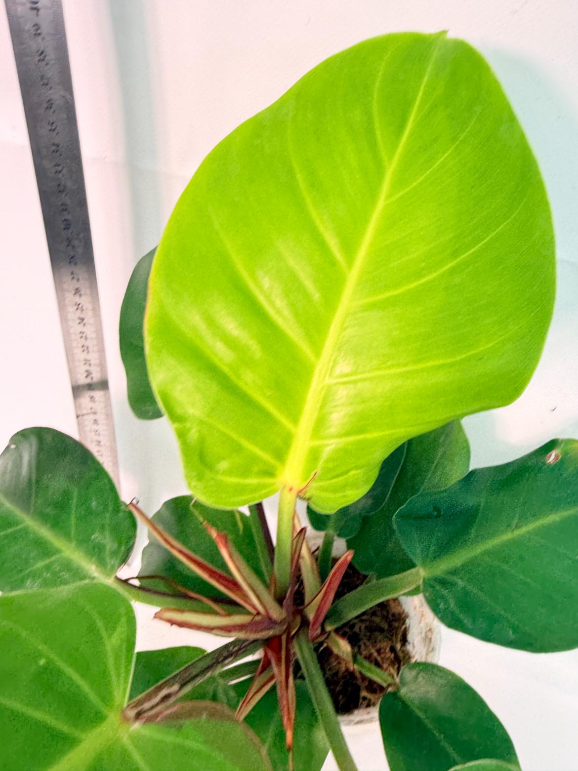 Philodendron Yellow Flame variegata 2