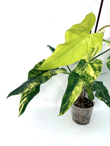 Philodendron_domesticum_variegata