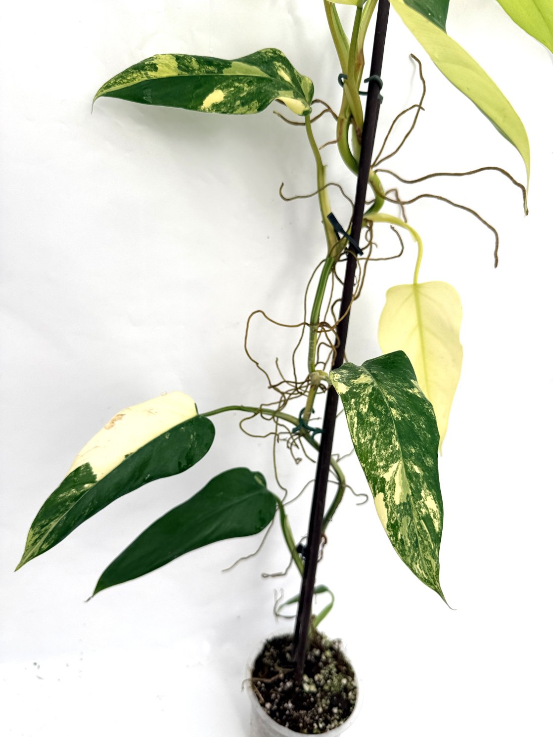 Philodendron_domesticum_variegata