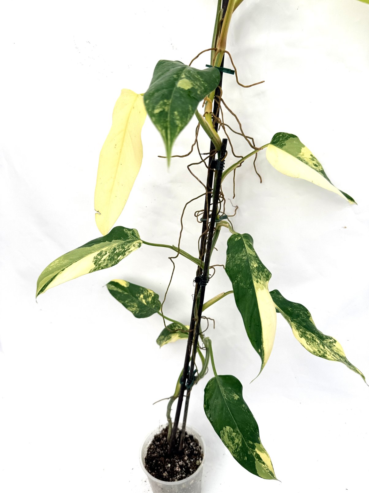 Philodendron_domesticum_variegata