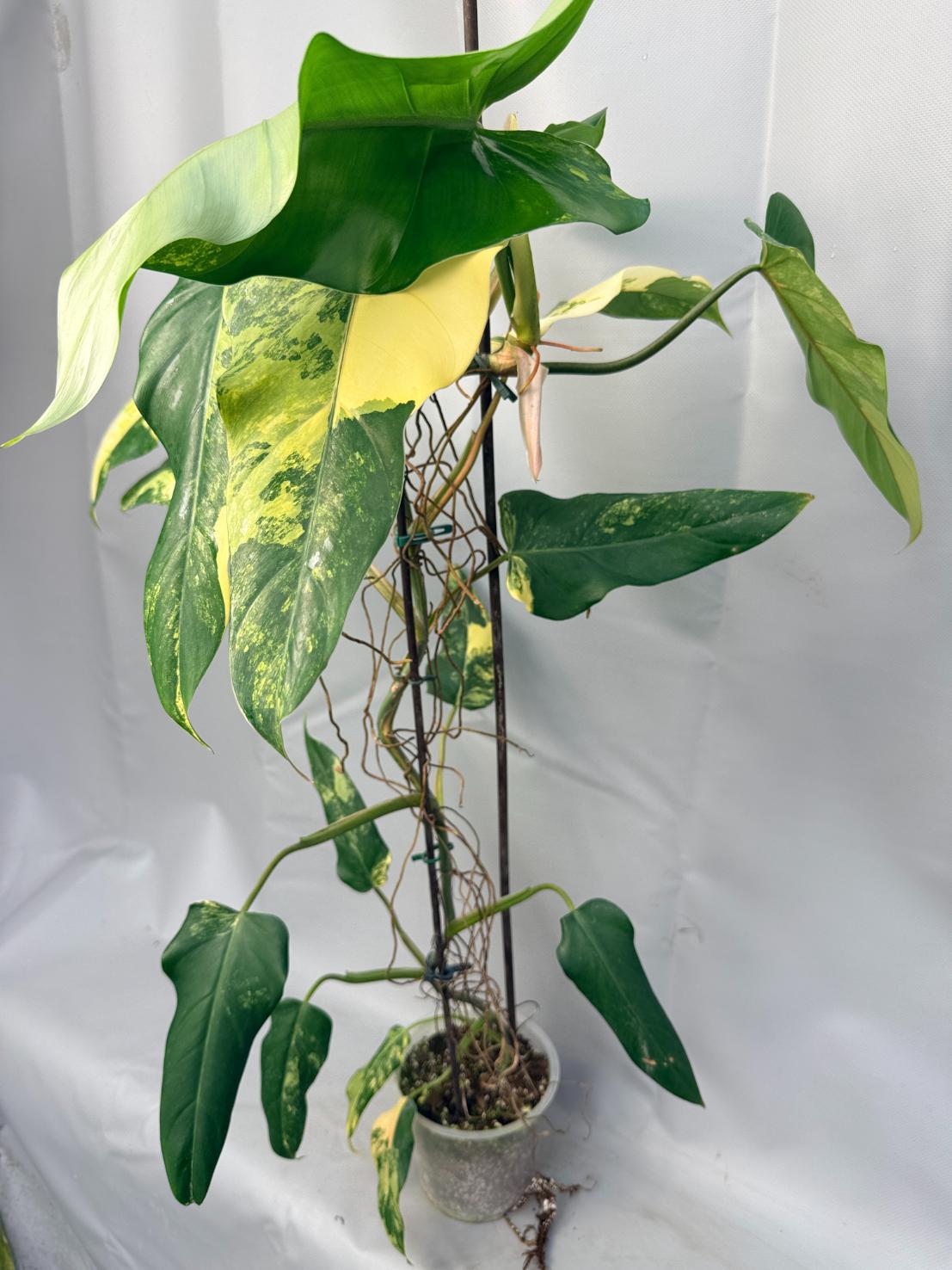 philodendron domesticum variegated Philodendron Domesticum Variegata XXL