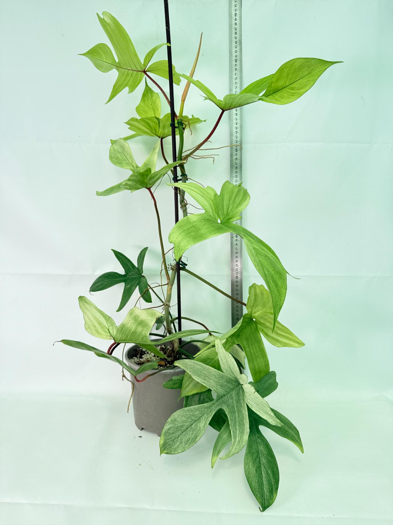 Philodendron florida ghost XL 0