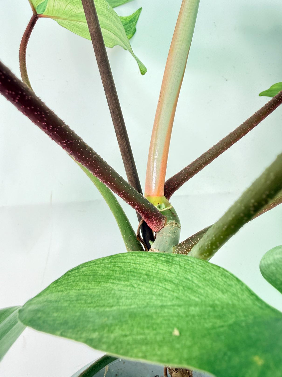 Philodendron florida ghost XL 09