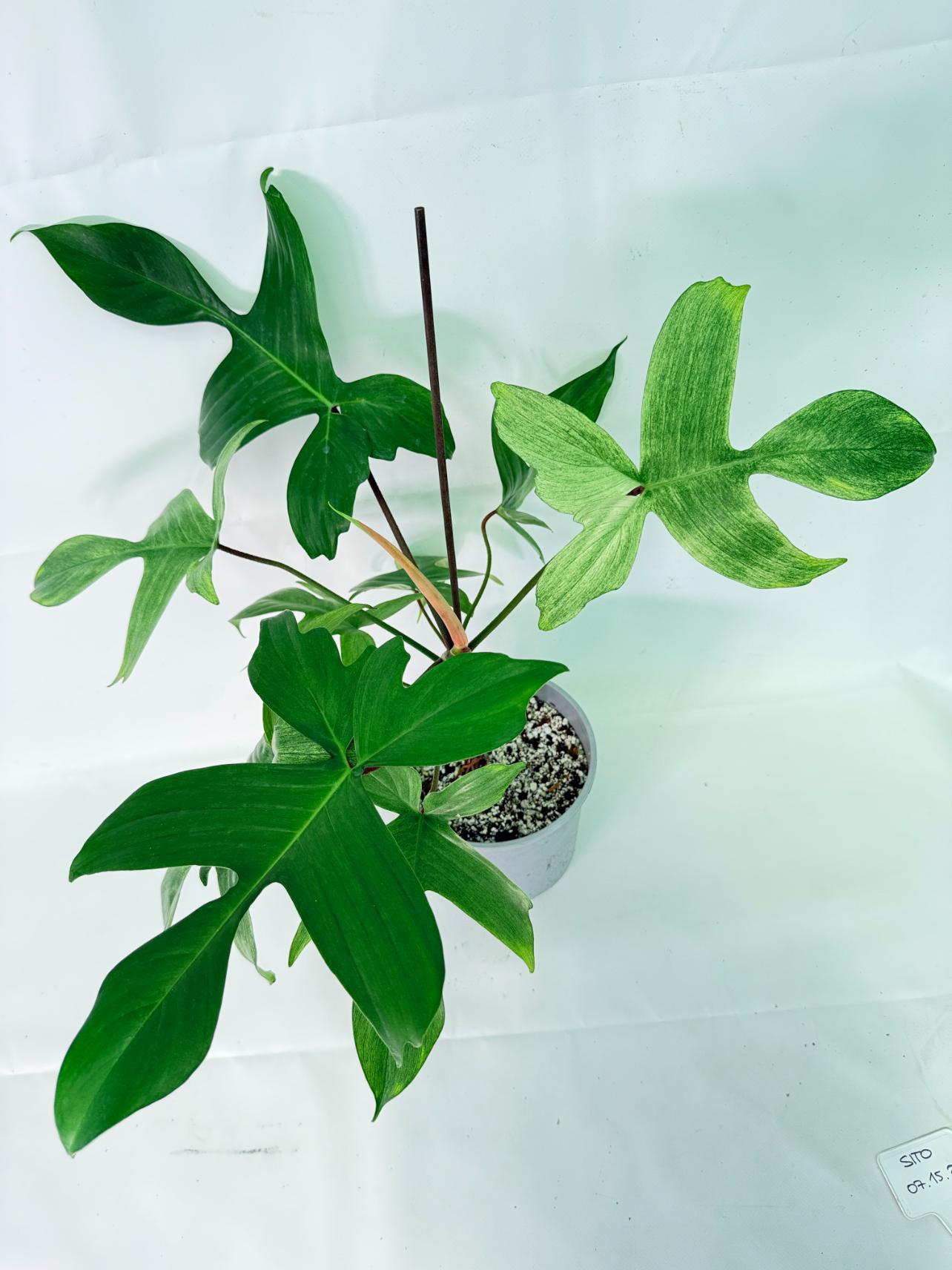 Philodendron florida ghost XL 02
