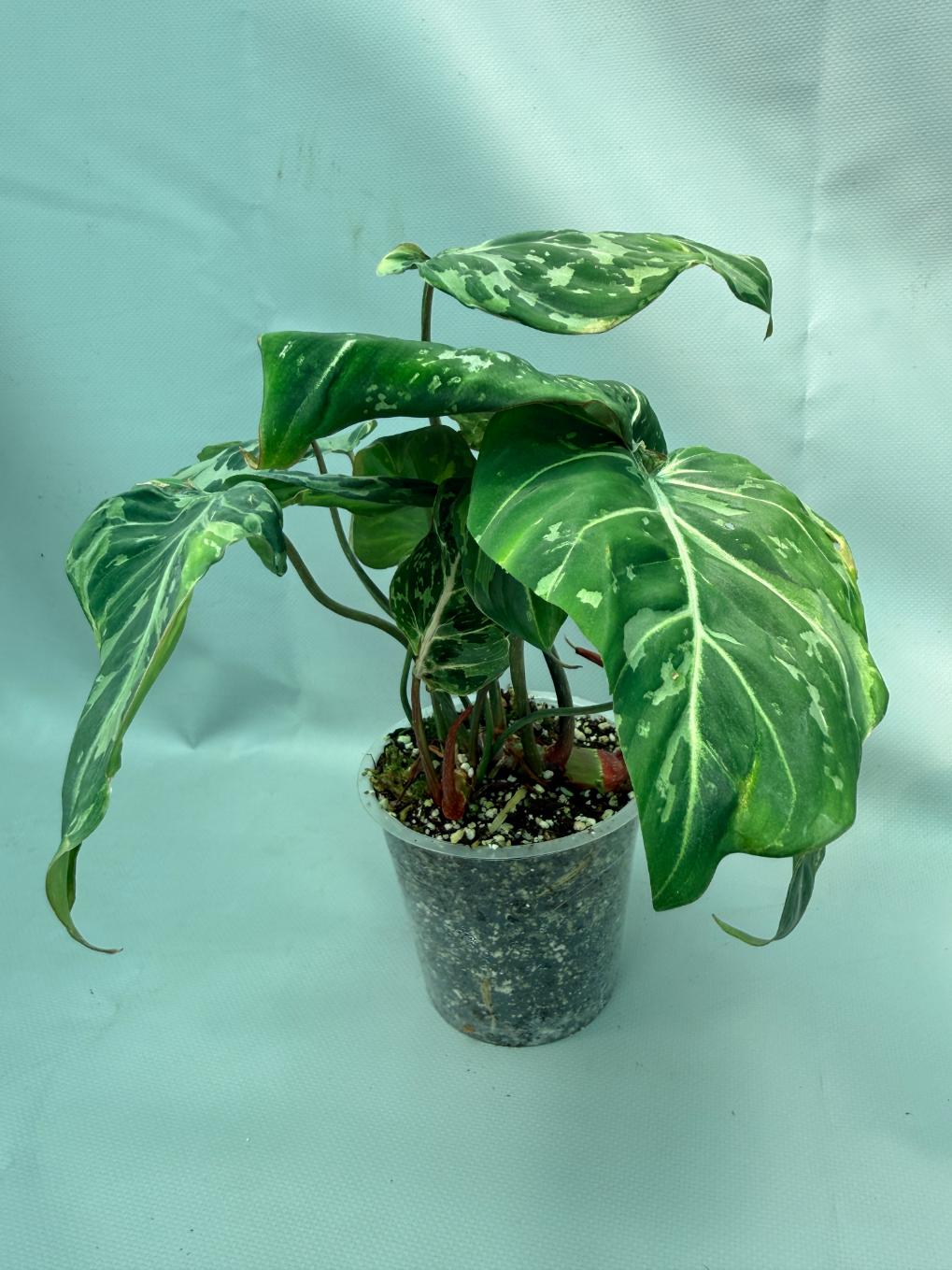 Philodendron Gloriosum Variegata