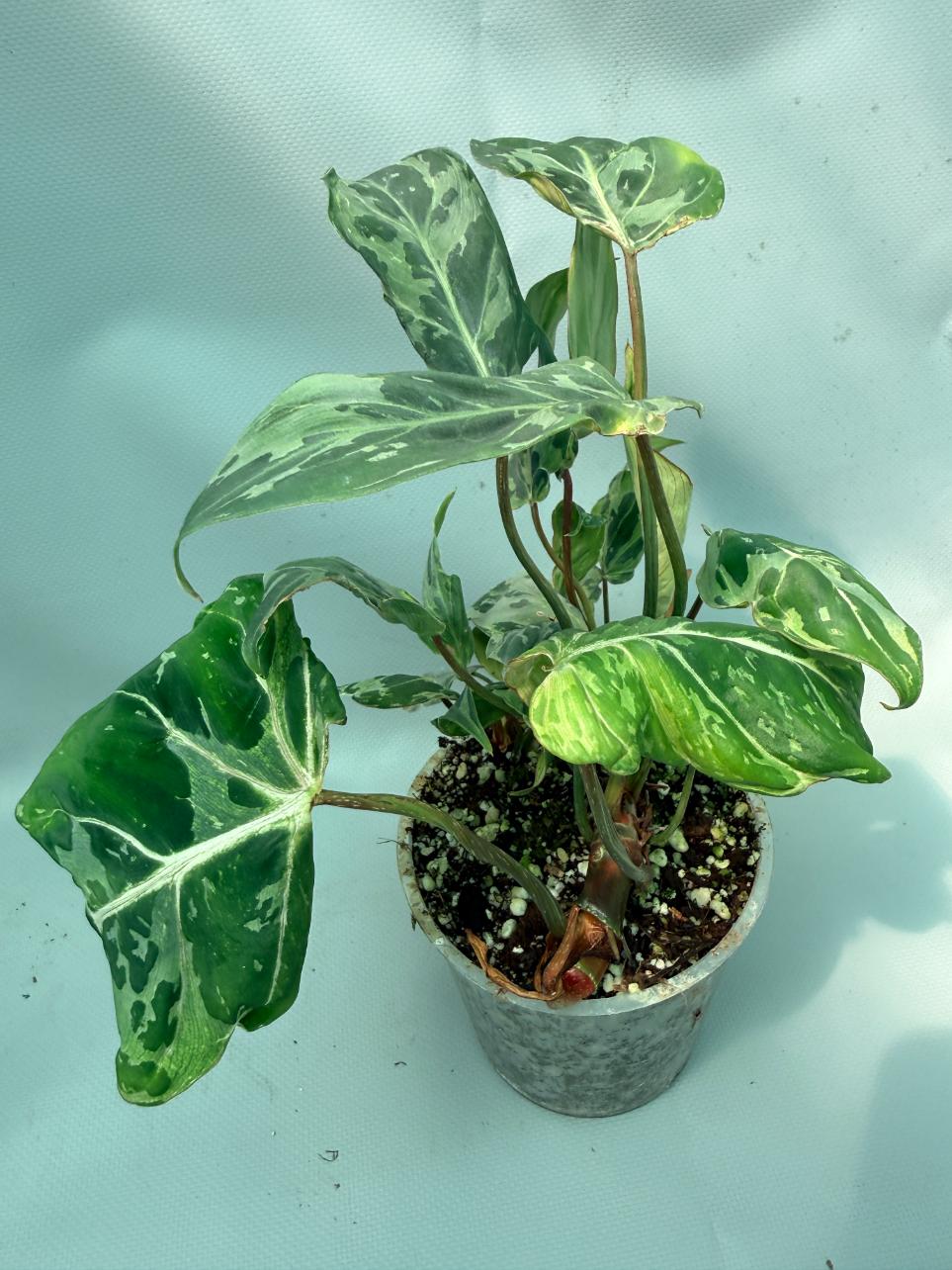 philodendron gloriosum indoors Philodendron Gloriosum Variegata