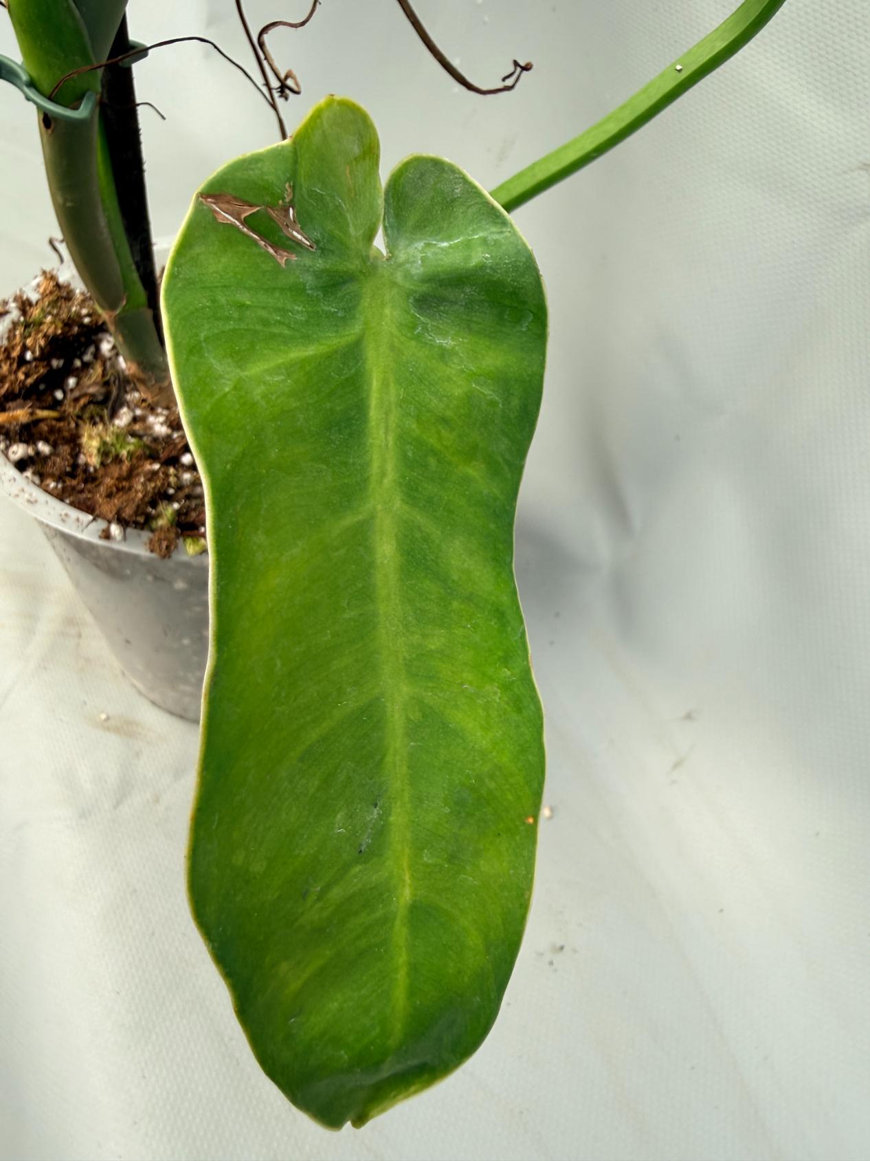 Philodendron Jose Buono variegata XL 10